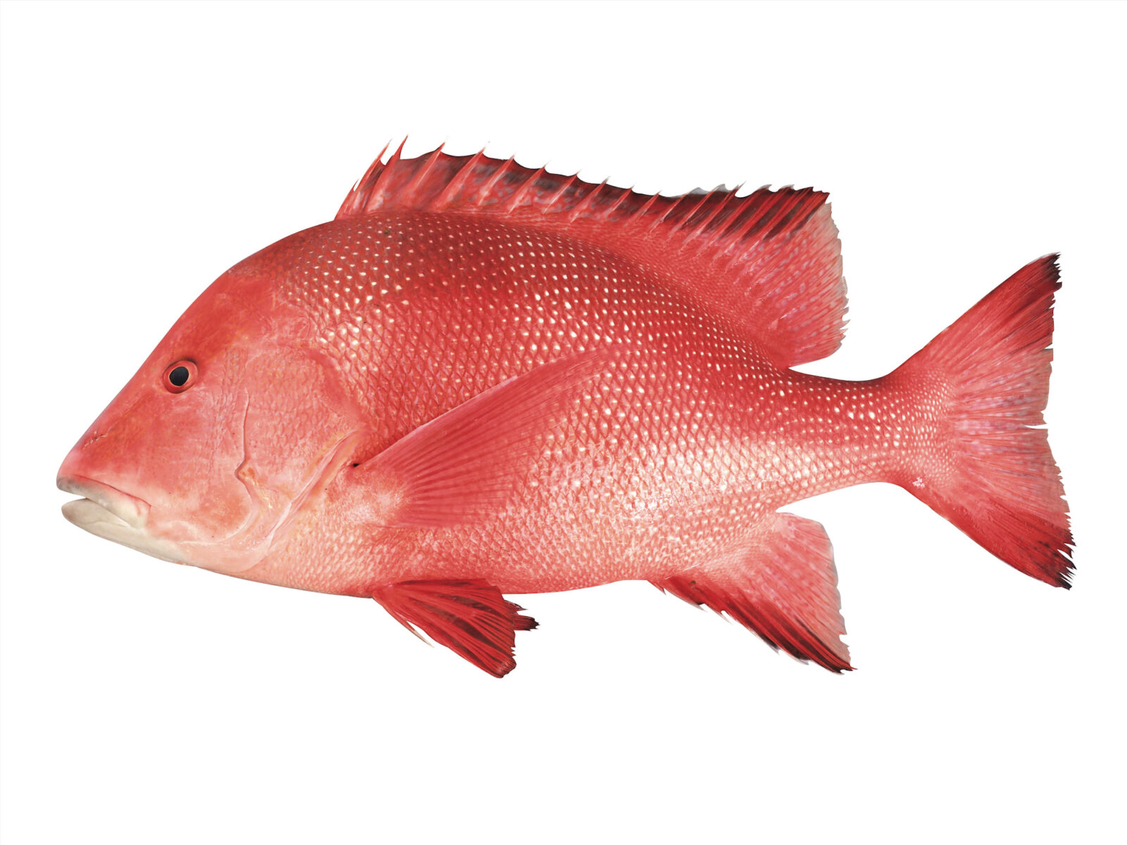センネンダイ　ブルータス　魚