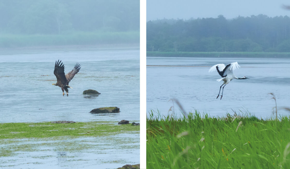 風蓮湖で見られるオジロワシとタンチョウ