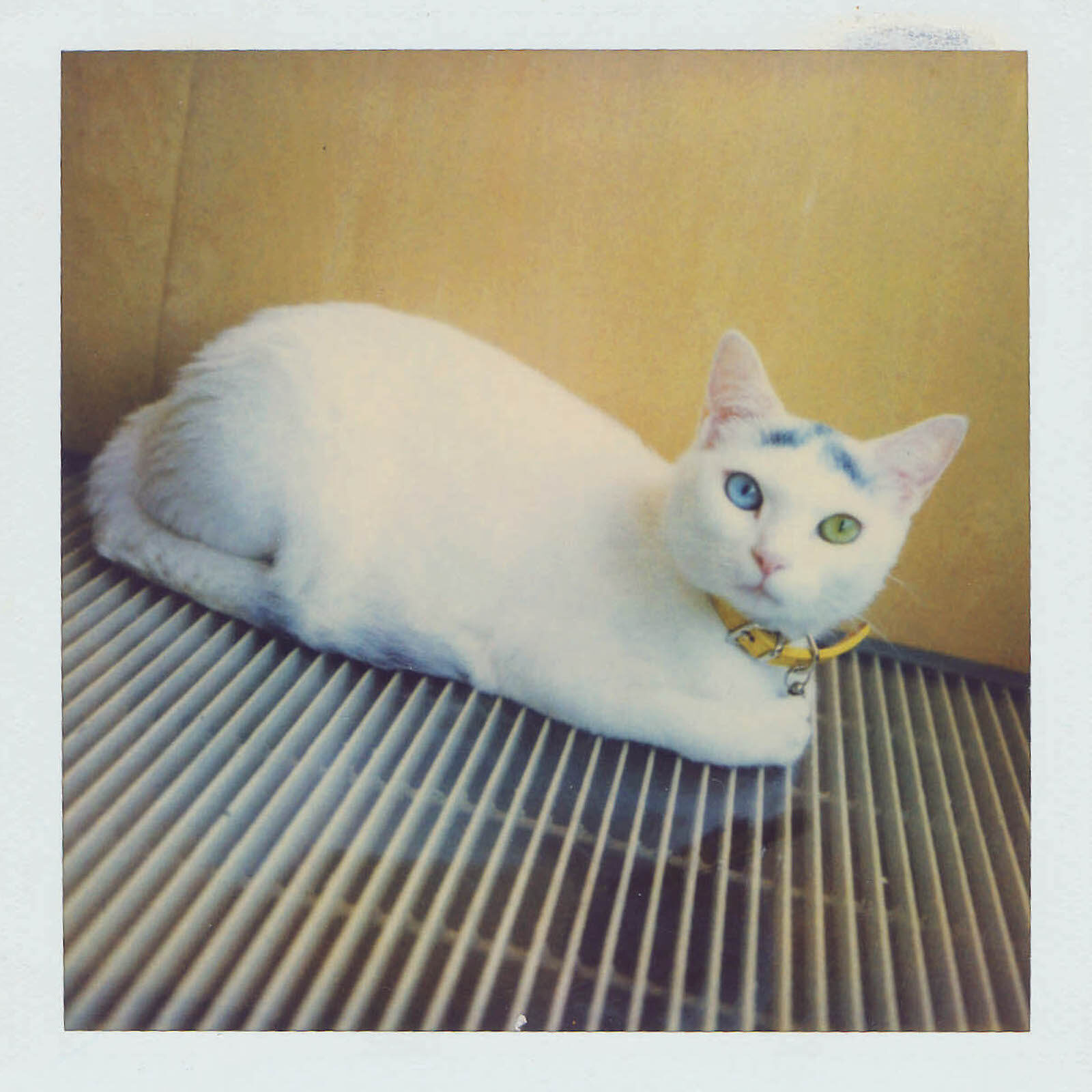 生き切った猫：大島依提亜とひゃっこ_2000s_