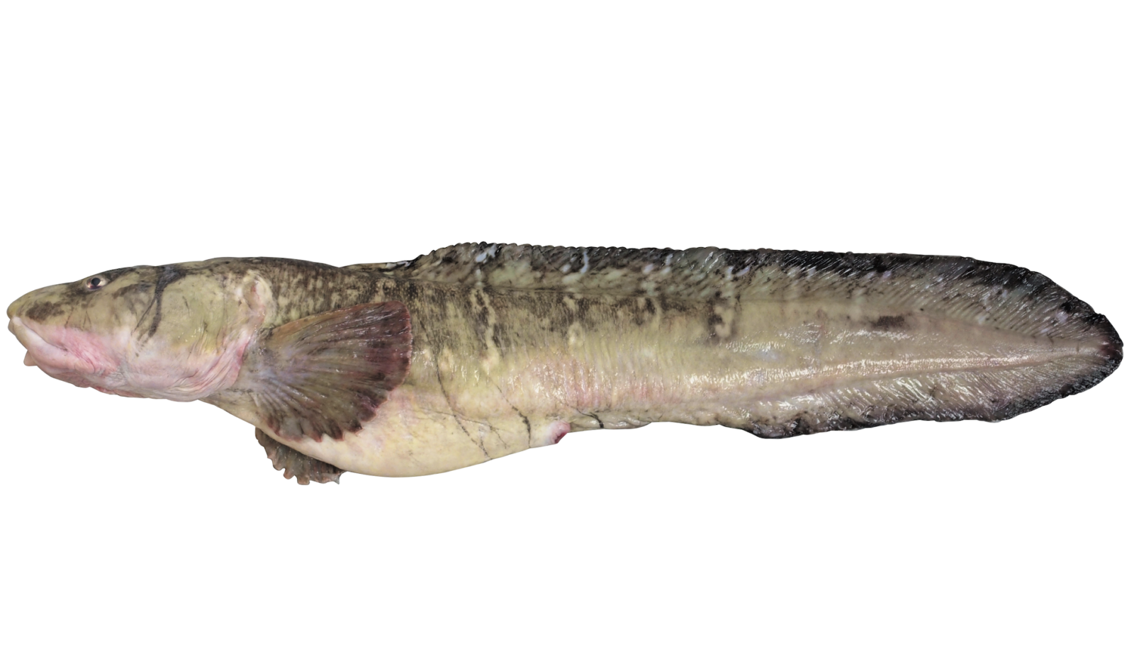 タナカゲンゲ　ブルータス　魚