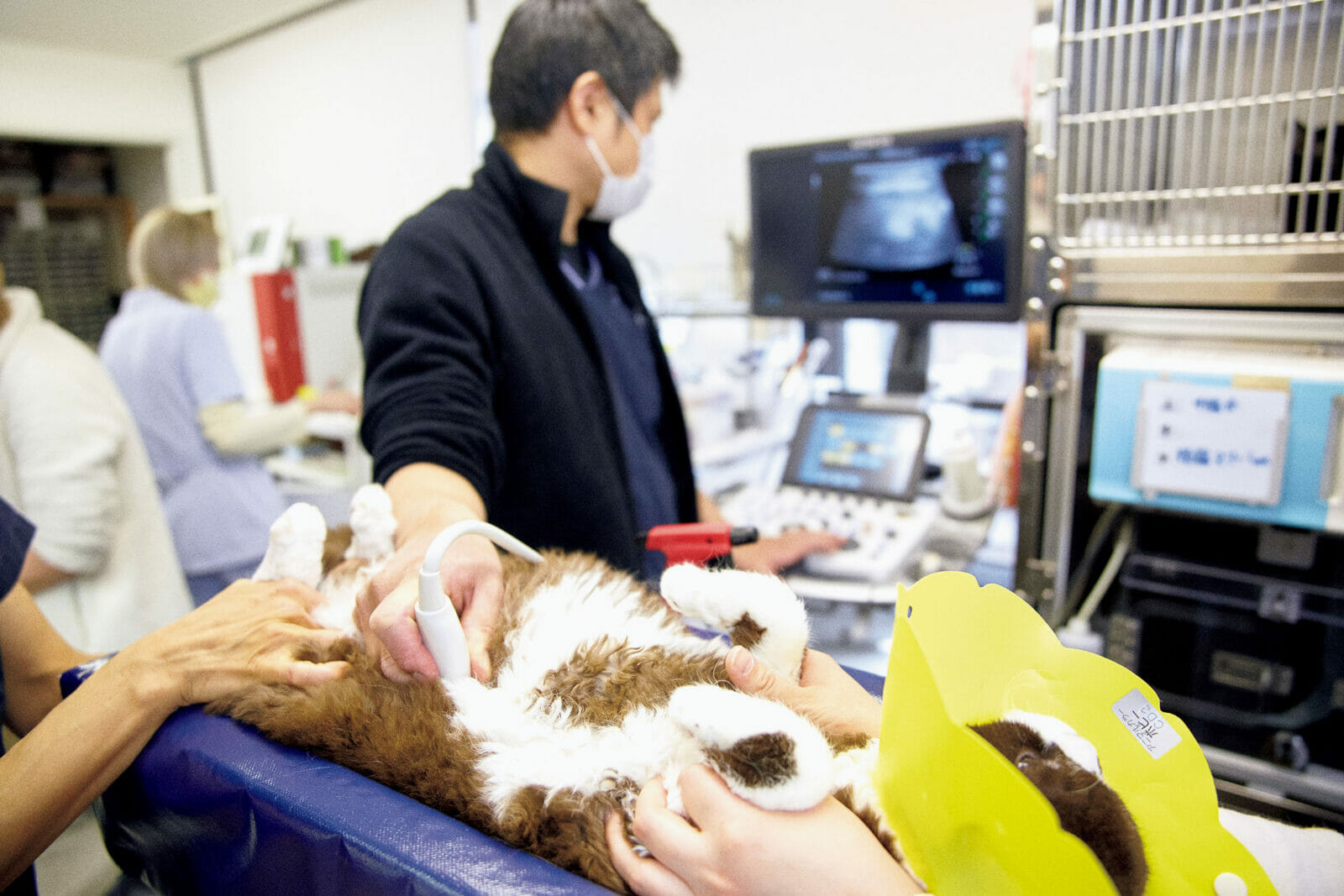 猫ドックってニャンだ？一日体験レポート  ポップカルチャーの総合誌 