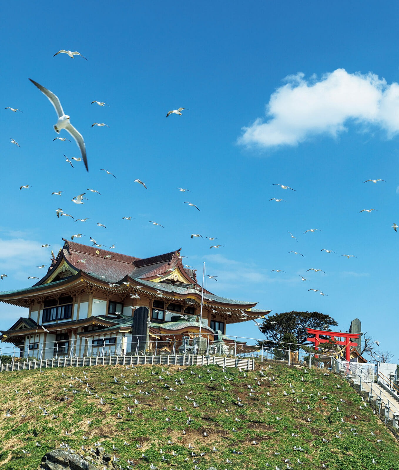 ウミネコが繁殖と子育てをする様子が見られる蕪嶋神社のある蕪島