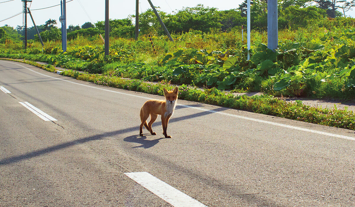 キタキツネとも遭遇する