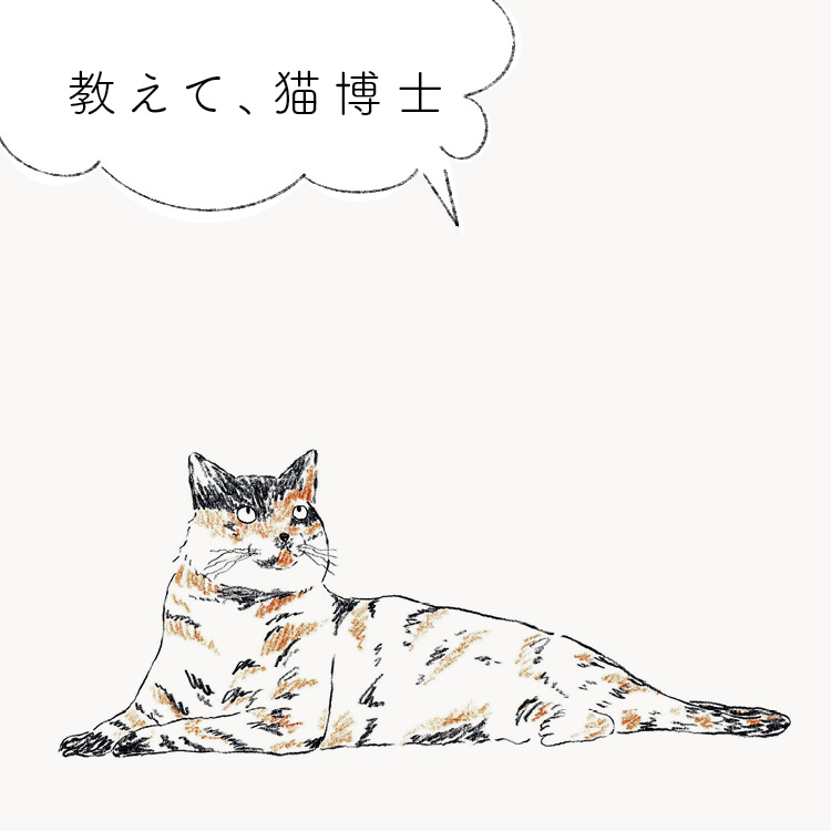 猫　質問 悩み