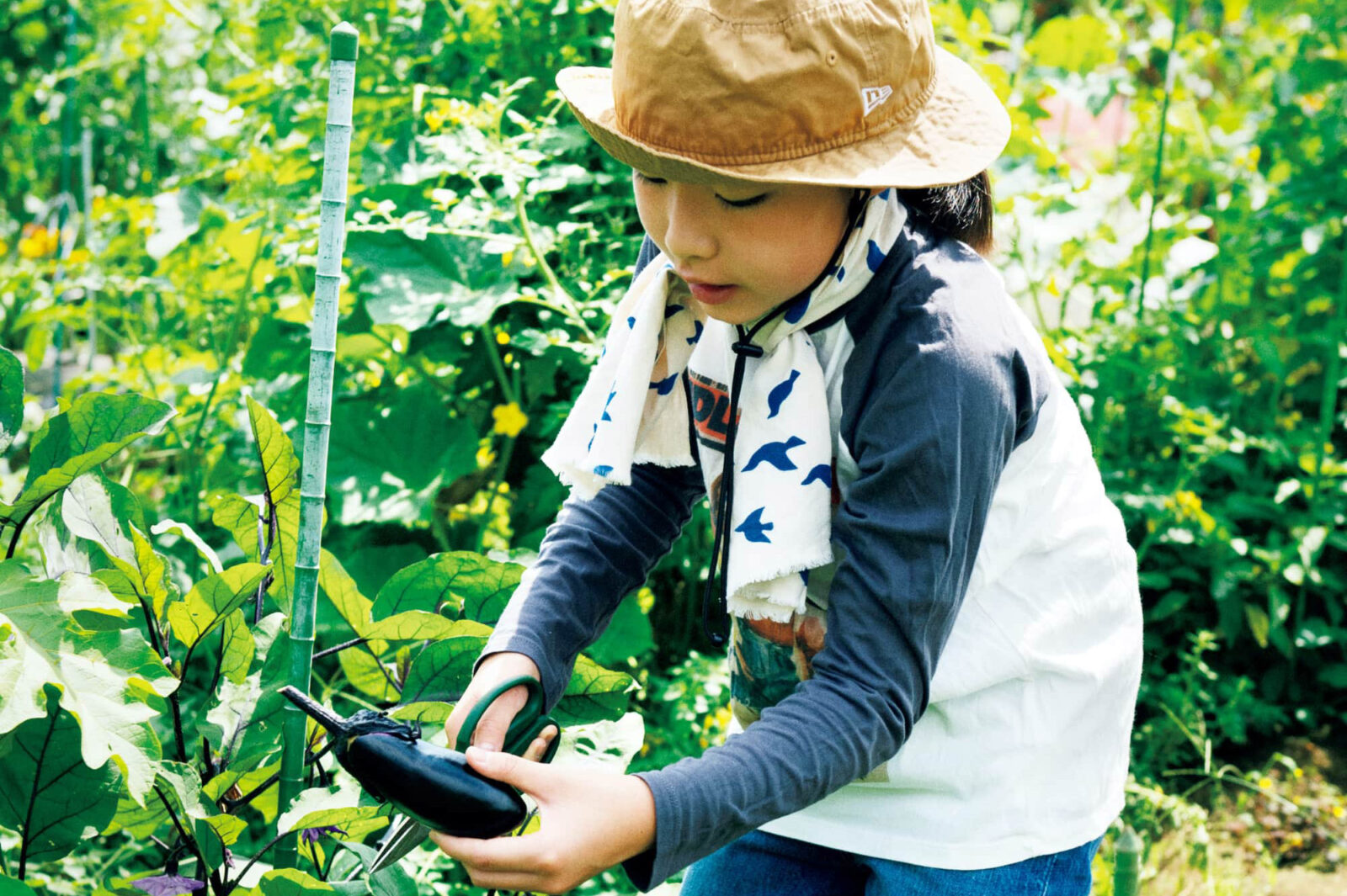 茄子を収穫する写真家・平野太呂の子供