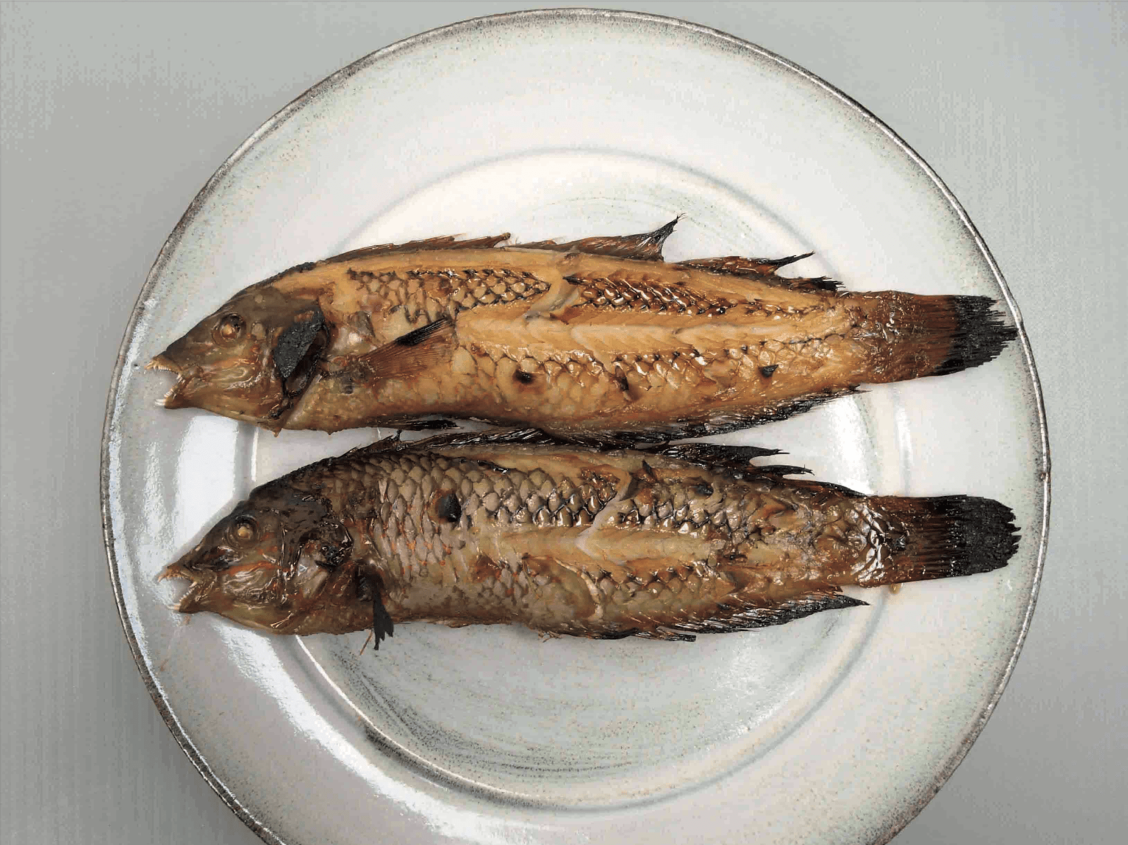 キュウセン　ブルータス　魚
