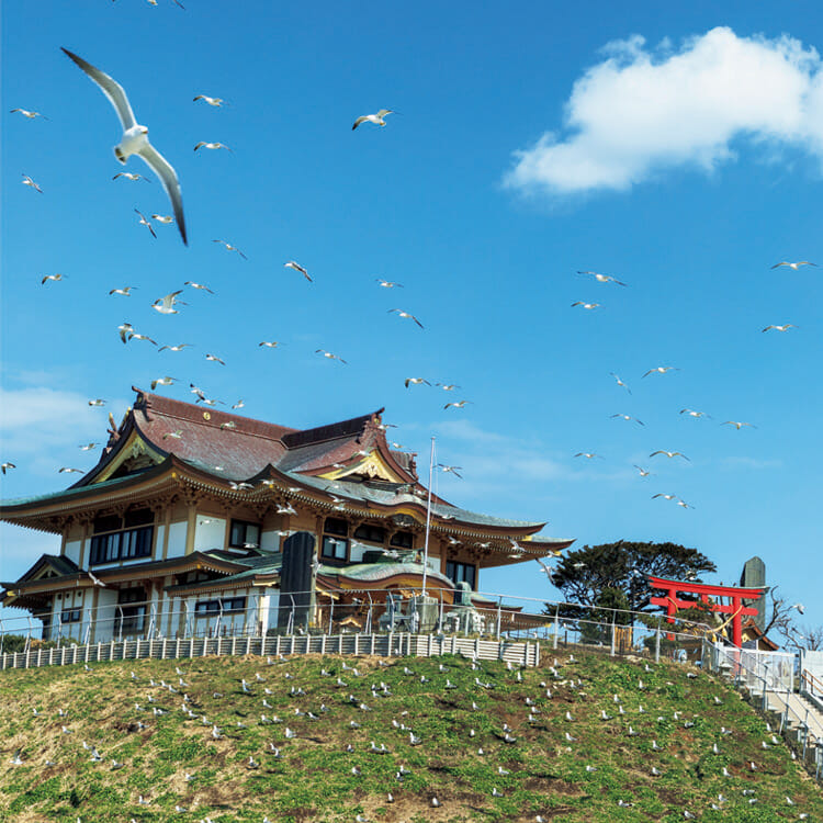 ウミネコが繁殖と子育てをする様子が見られる蕪嶋神社のある蕪島