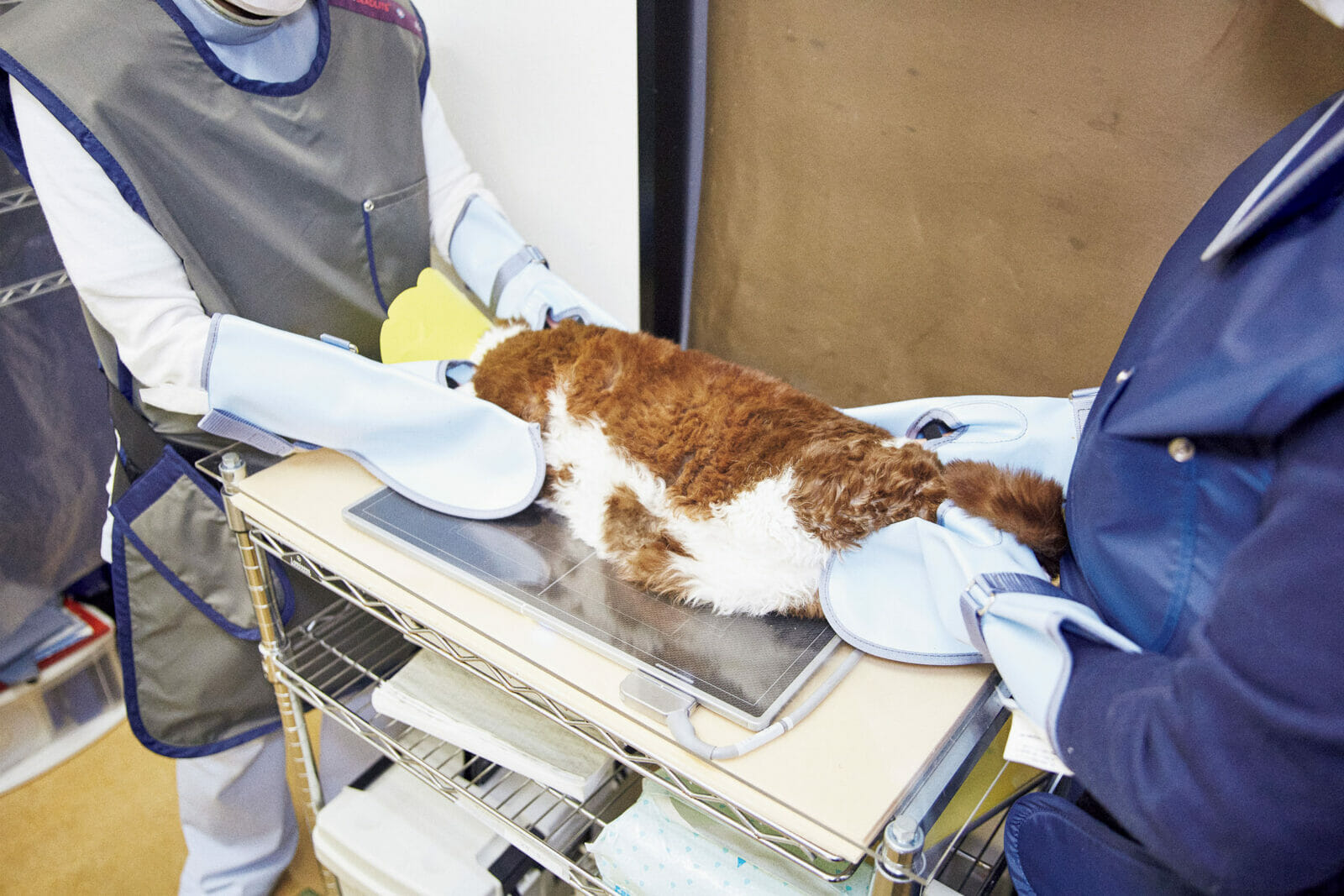 猫ドック