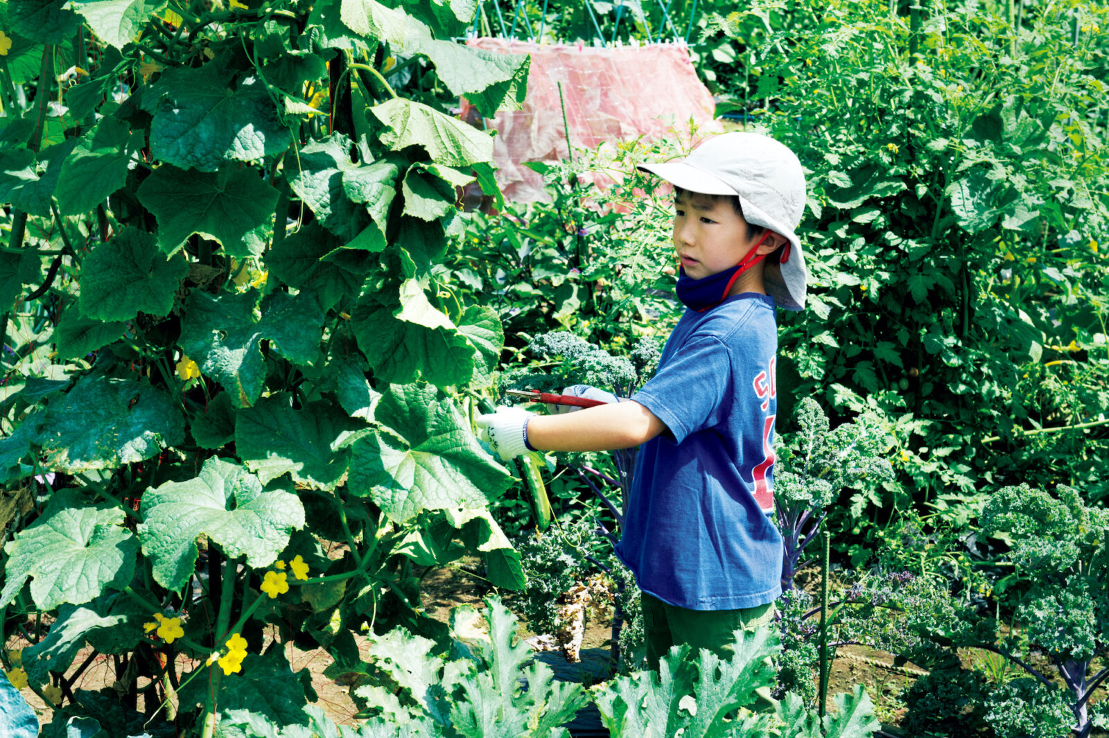 平野太呂の子供がきゅうりを収穫