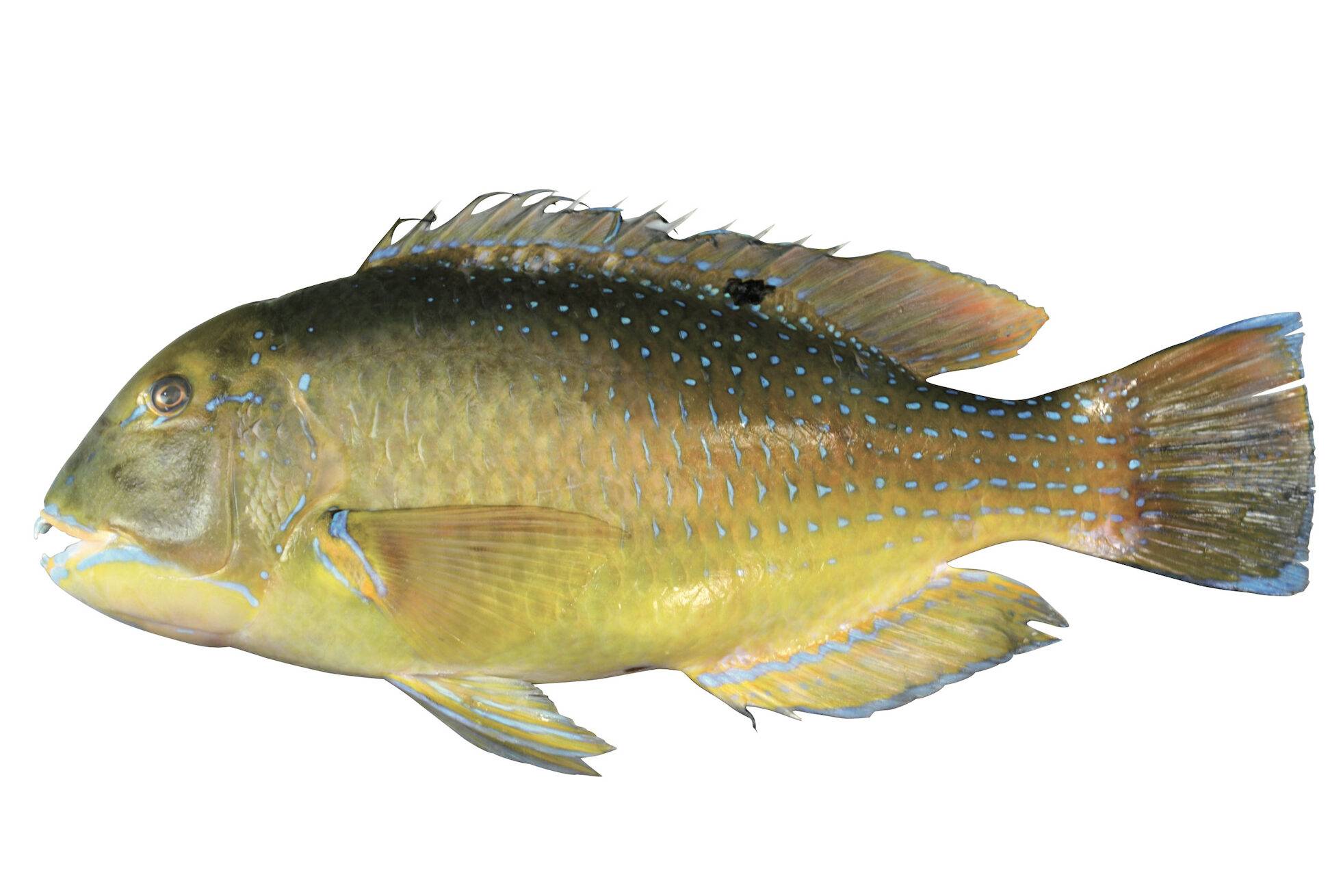 シロクラベラ　ブルータス　魚