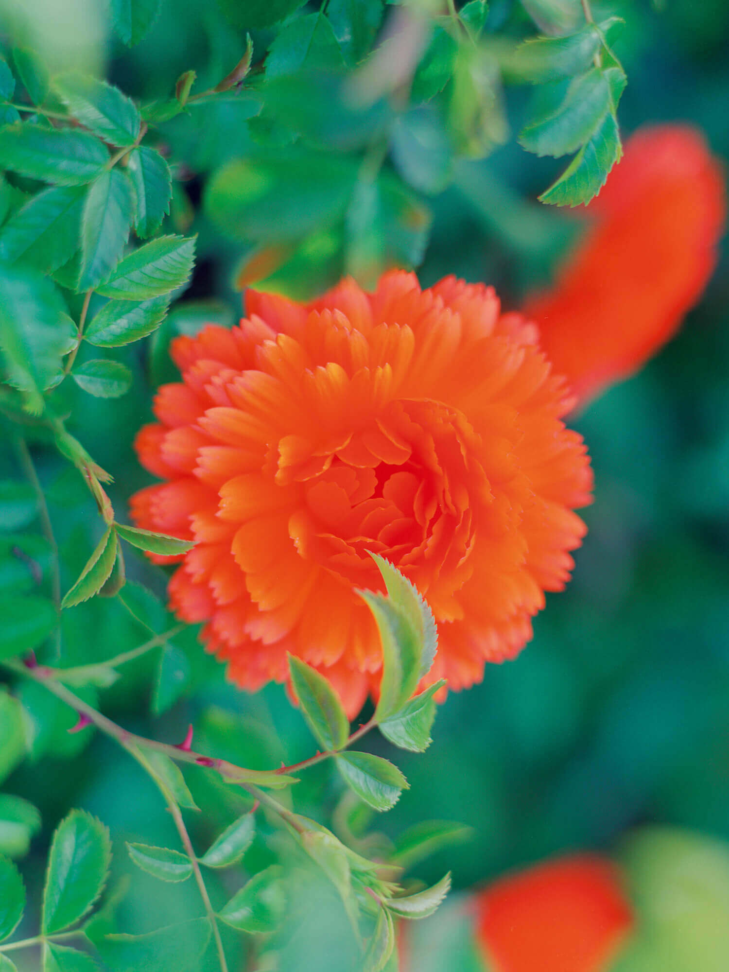 〈プロスペクト・コテージ〉に咲く鮮やかな色と香りのキンセンカ