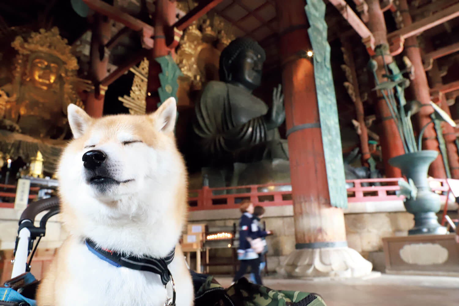 柴犬 だいふく 東大寺