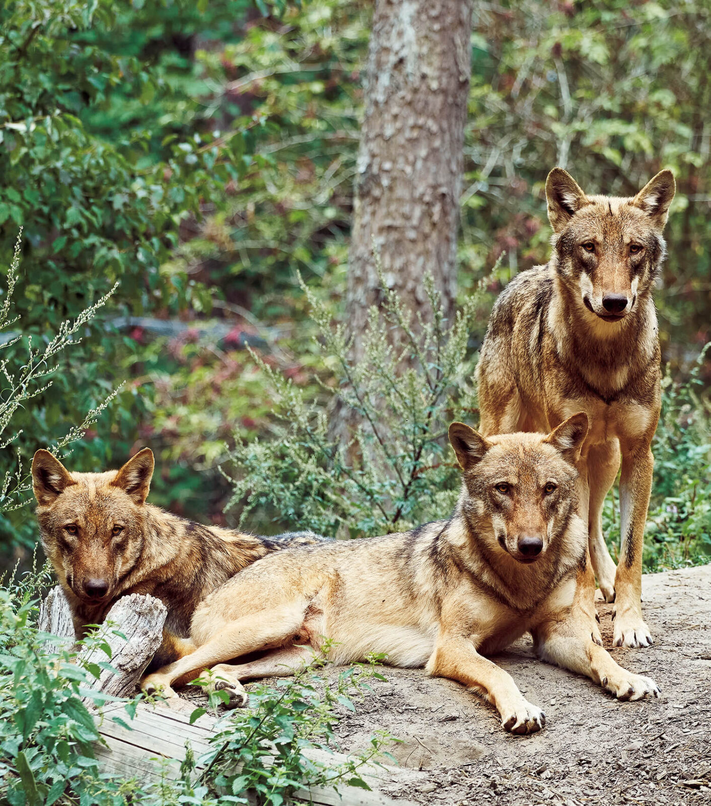 ハンブルクの自然公園で暮らすオオカミ