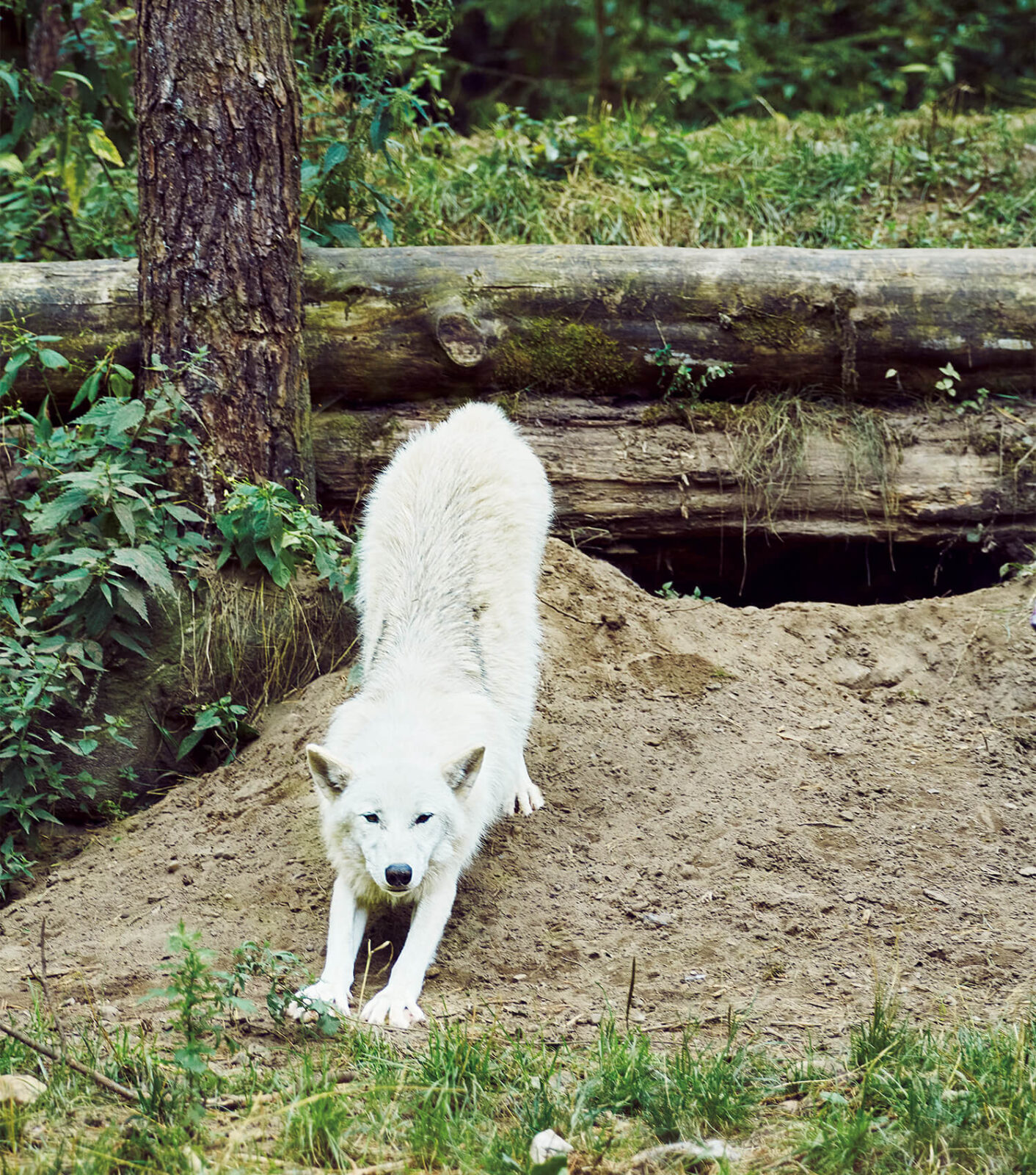ハンブルクの自然公園で暮らすオオカミ