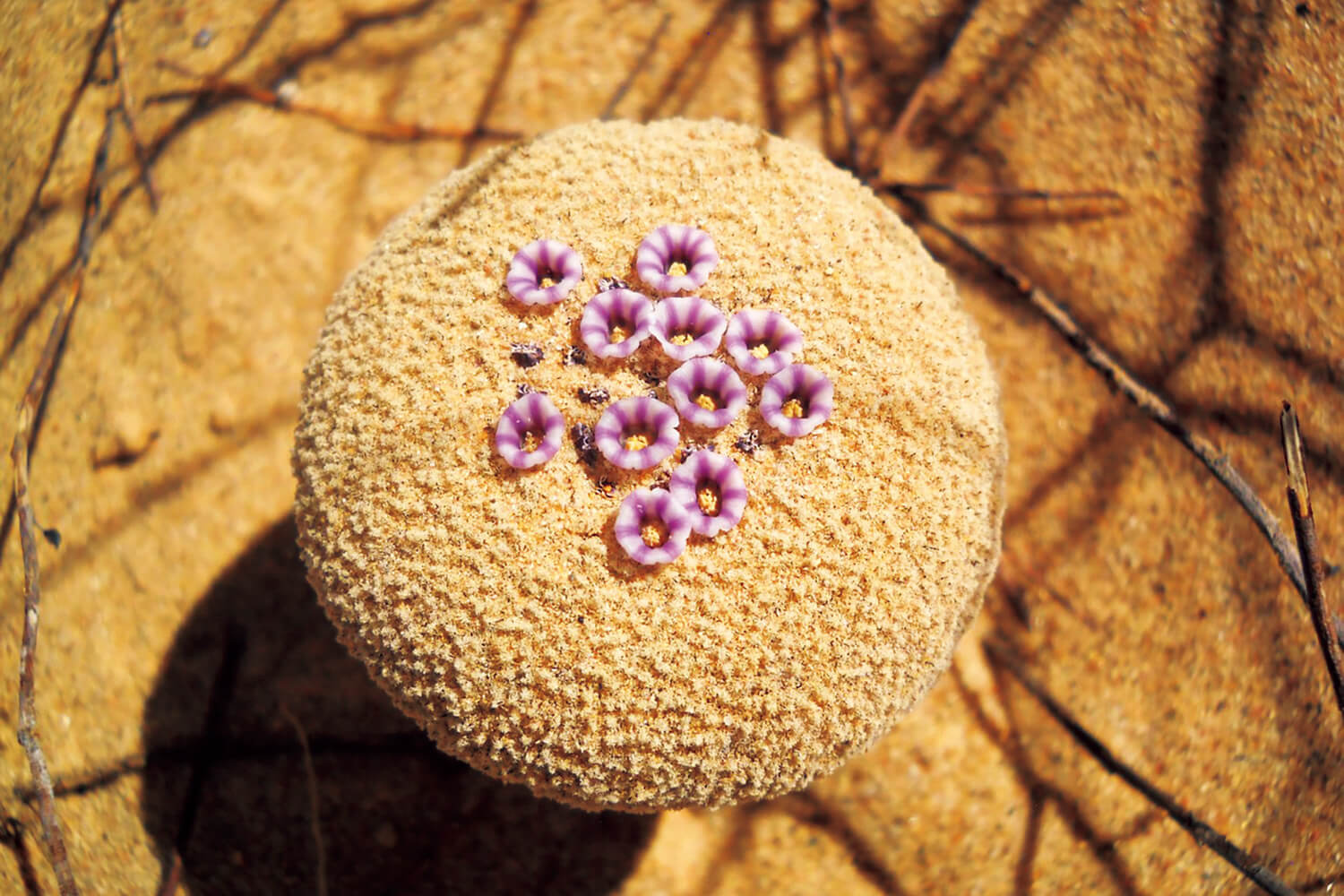 食用野生植物 フォリスマ ソノラエ