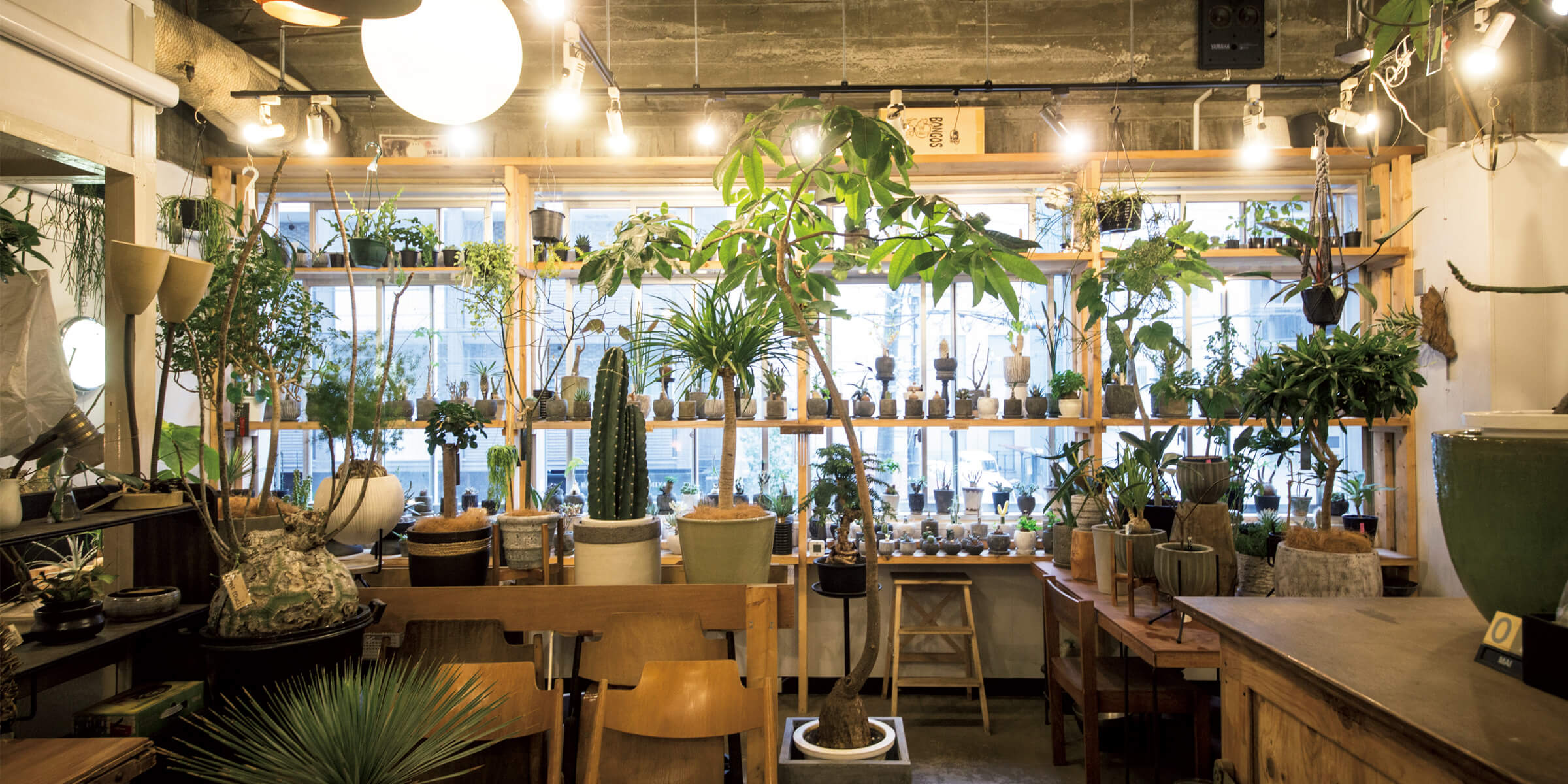 兵庫 De La Planta 園芸屋たなか 京都 植木屋 Green Plaza 21 ここから 植物を始める グリーンショップリスト Vol 4 ブルータス Brutus Jp