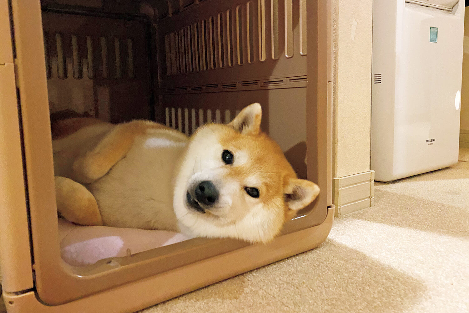 柴犬 だいふく リラックスモード