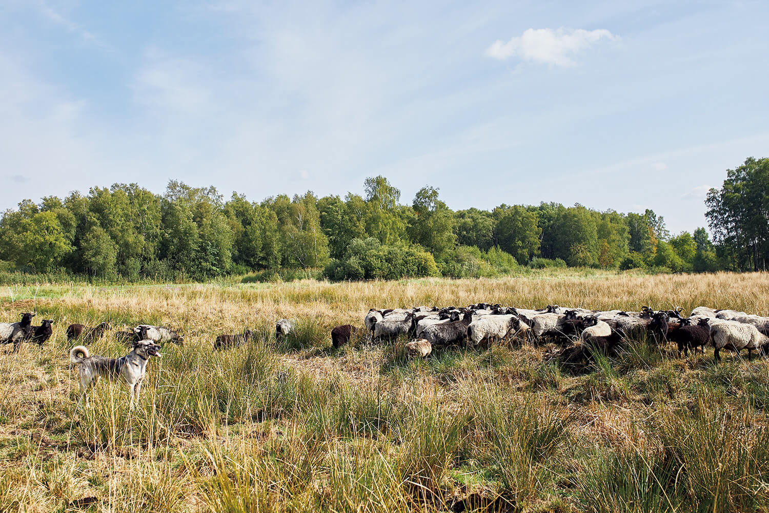 リューネブルガー・ハイデで放牧される羊