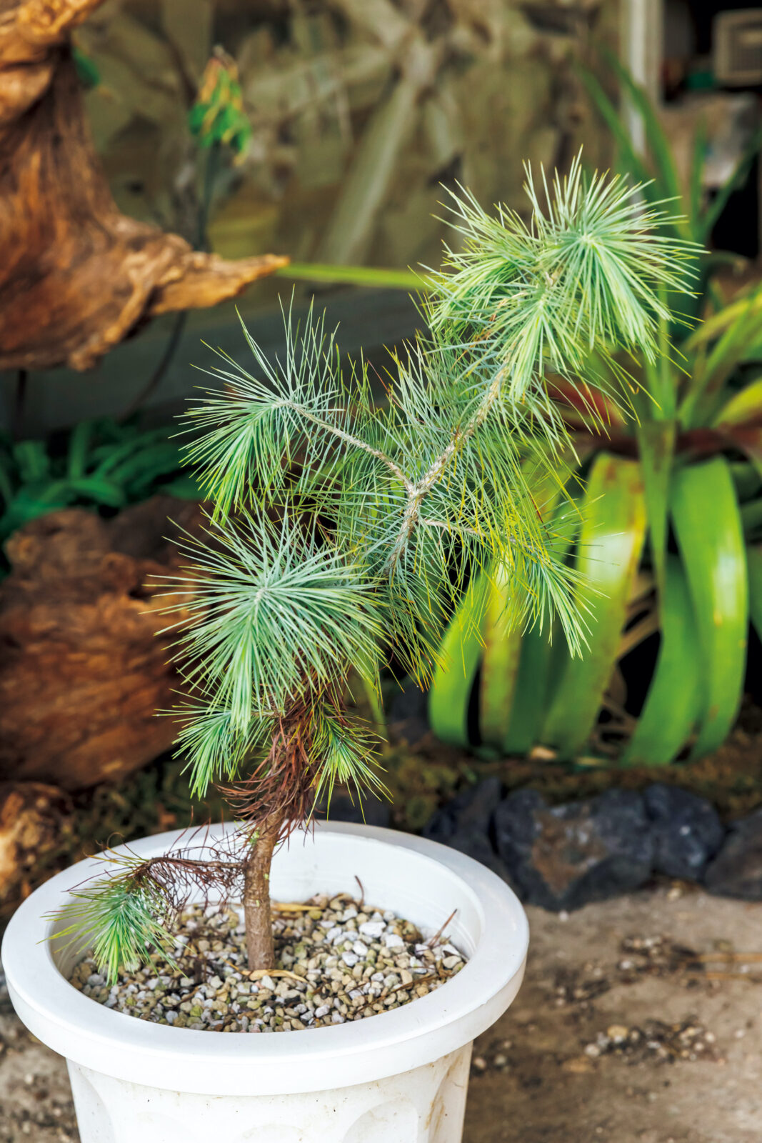 マルチネスピニョンマツ Pinus maximartinezii 松 苗木-