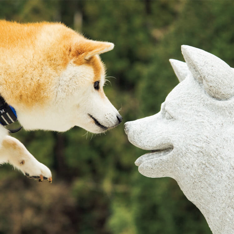 柴犬 だいふくと柴犬の石像