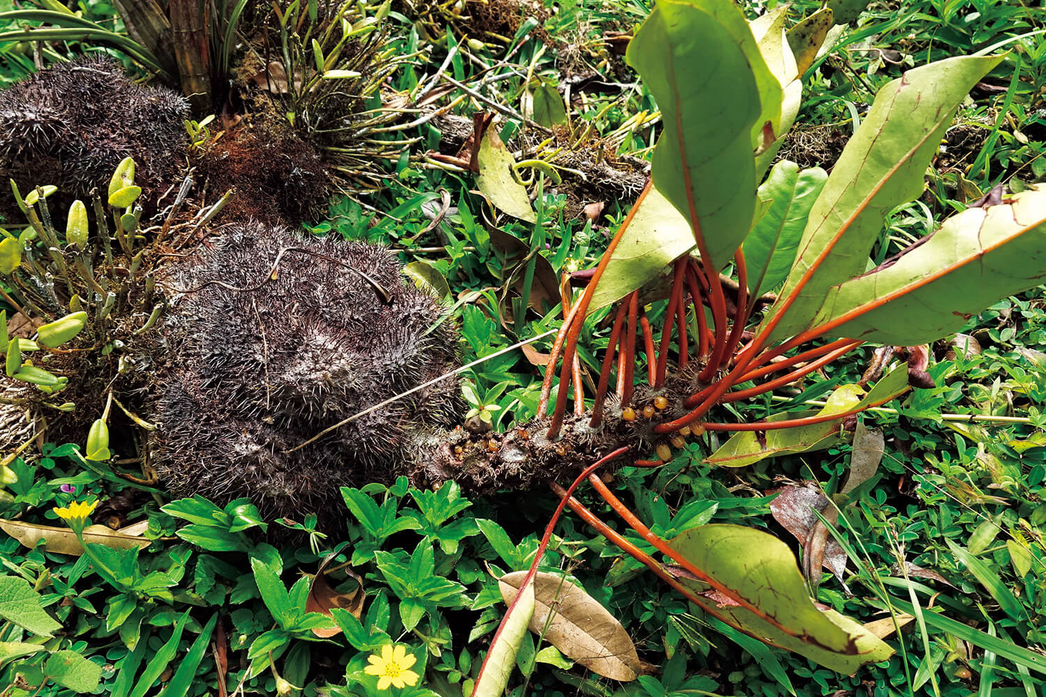 熱帯雨林植物 ミルメコディア ツベローサ 赤く色づいた珍しい個体
