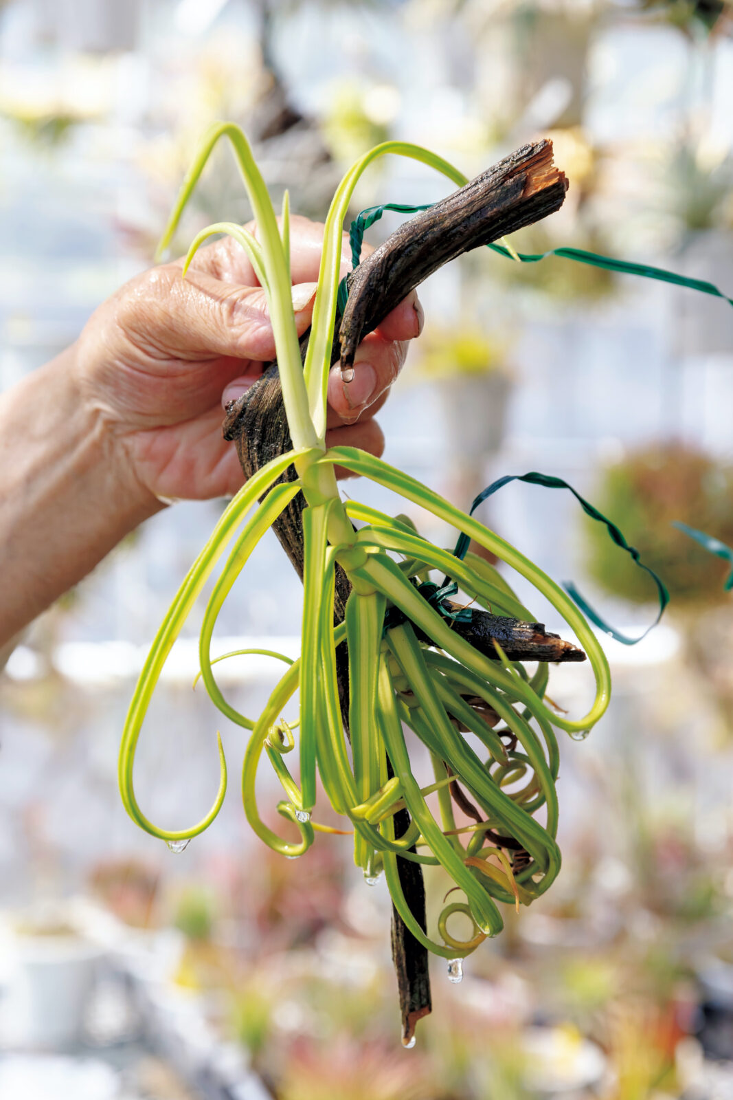 なんじゃこりゃ 西畠勲造のお宝 珍奇植物大解説 ブルータス Brutus Jp