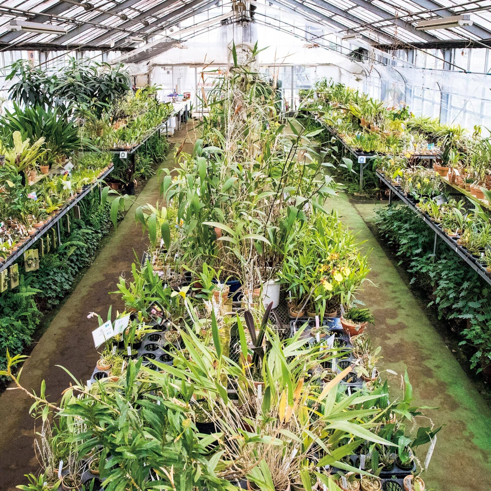 珍奇植物　中藤洋蘭園