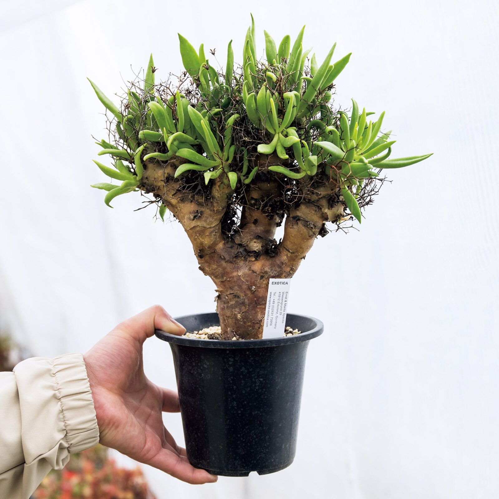 珍奇植物　グランカクタス