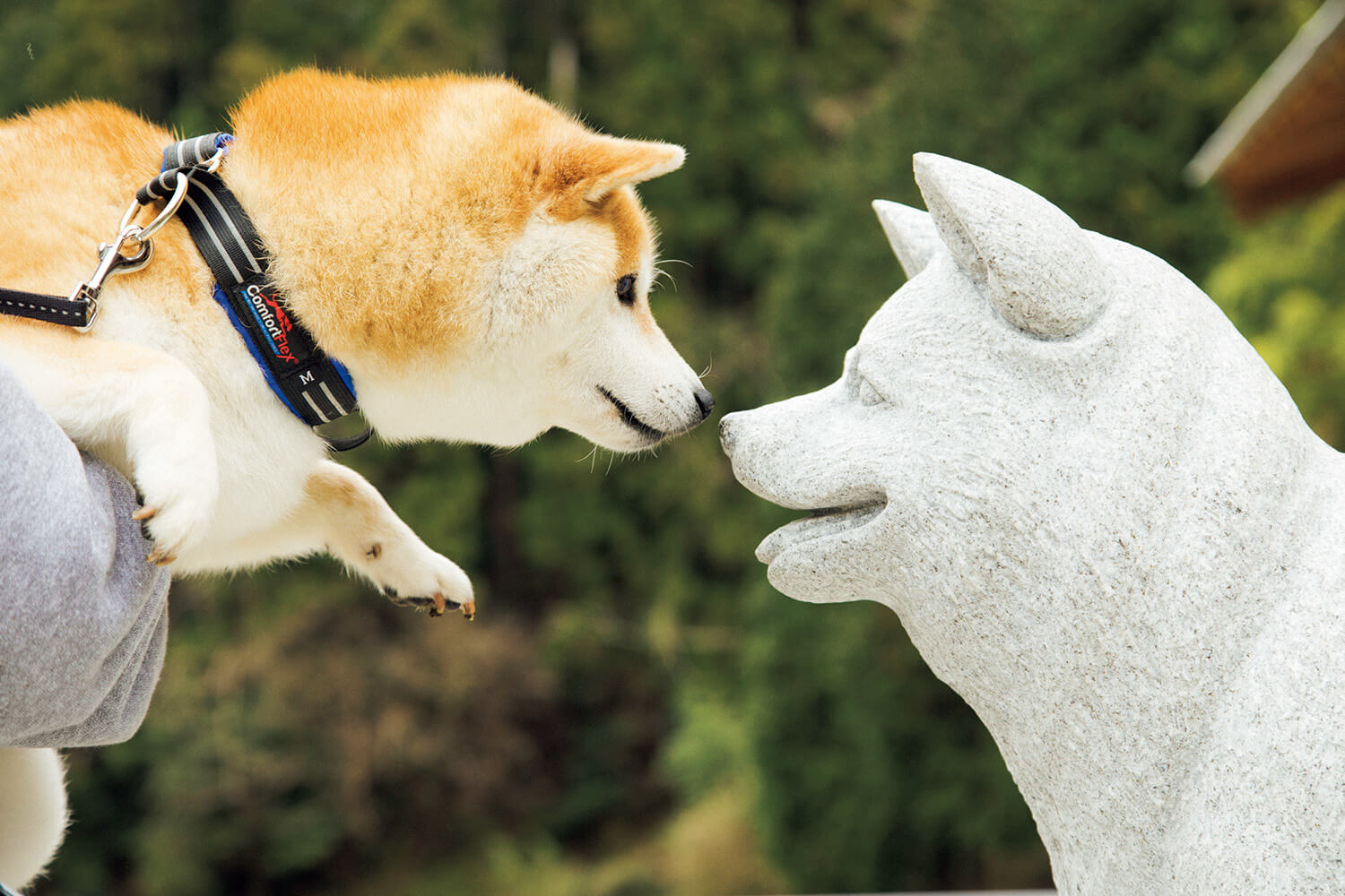 柴犬 だいふくと柴犬の石像