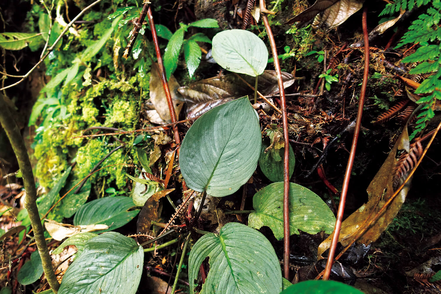熱帯雨林植物 ホマロメナ