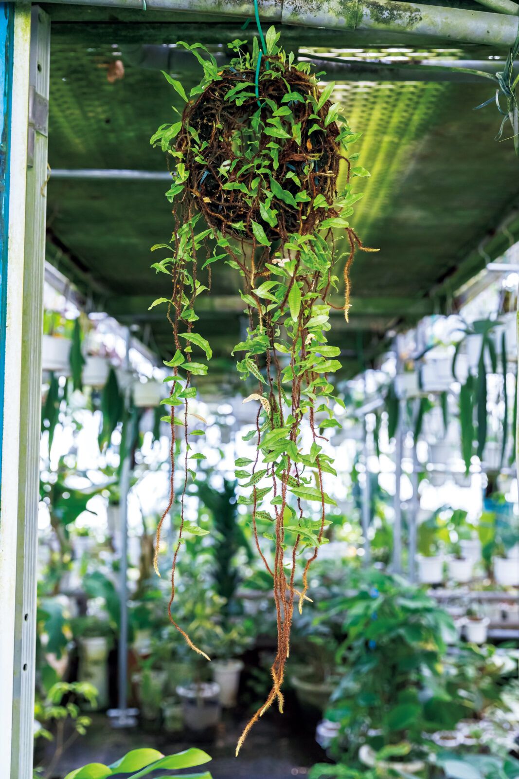 なんじゃこりゃ 西畠勲造のお宝 珍奇植物大解説 ブルータス Brutus Jp