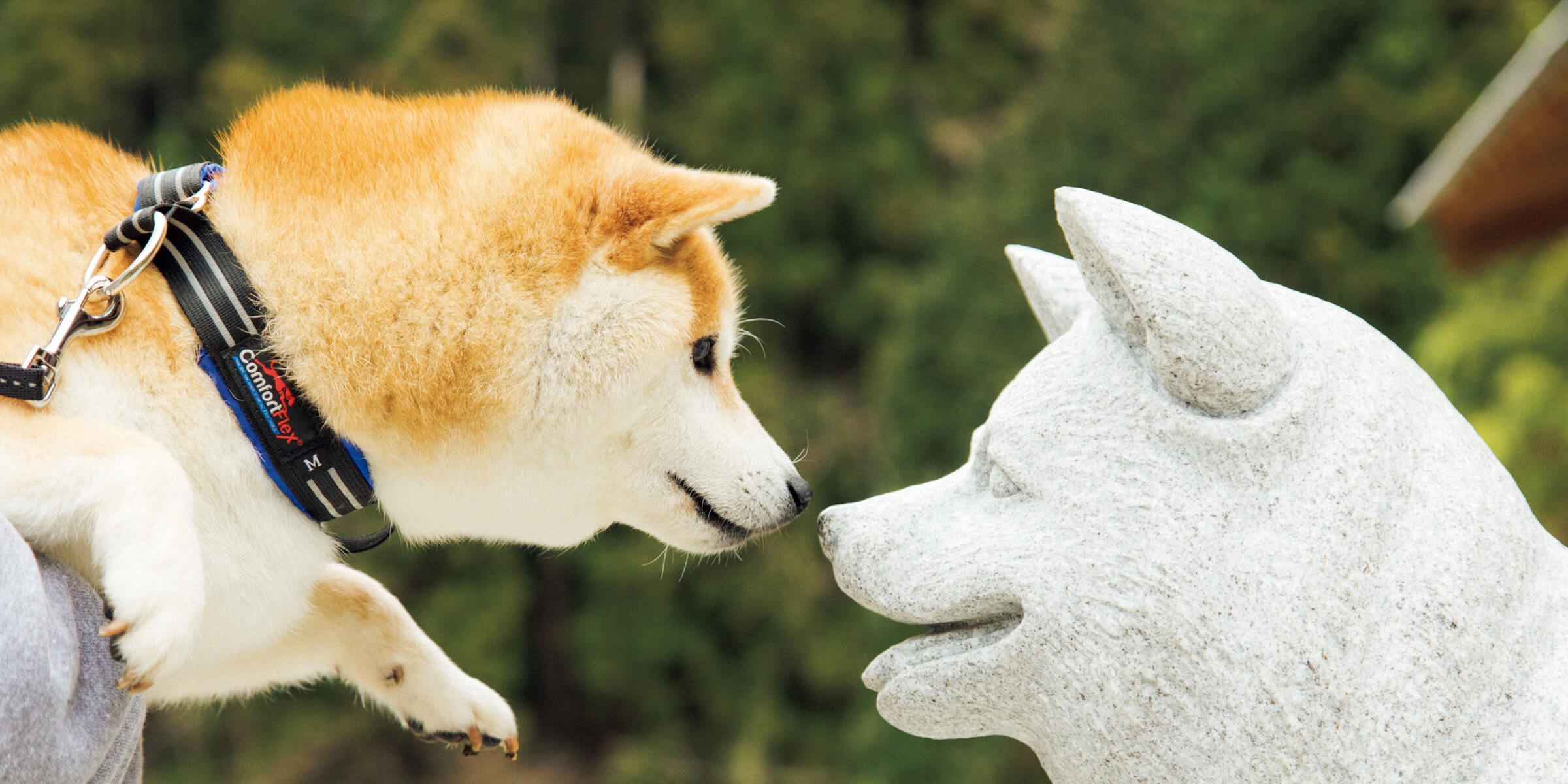 スター犬だいふく 柴犬のルーツ 島根へ ブルータス Brutus Jp