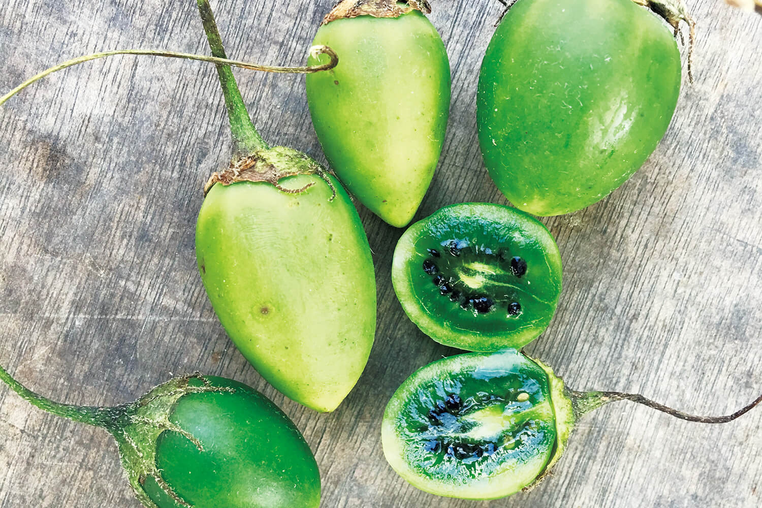 食用野生植物 リシアンテス モジニアナ