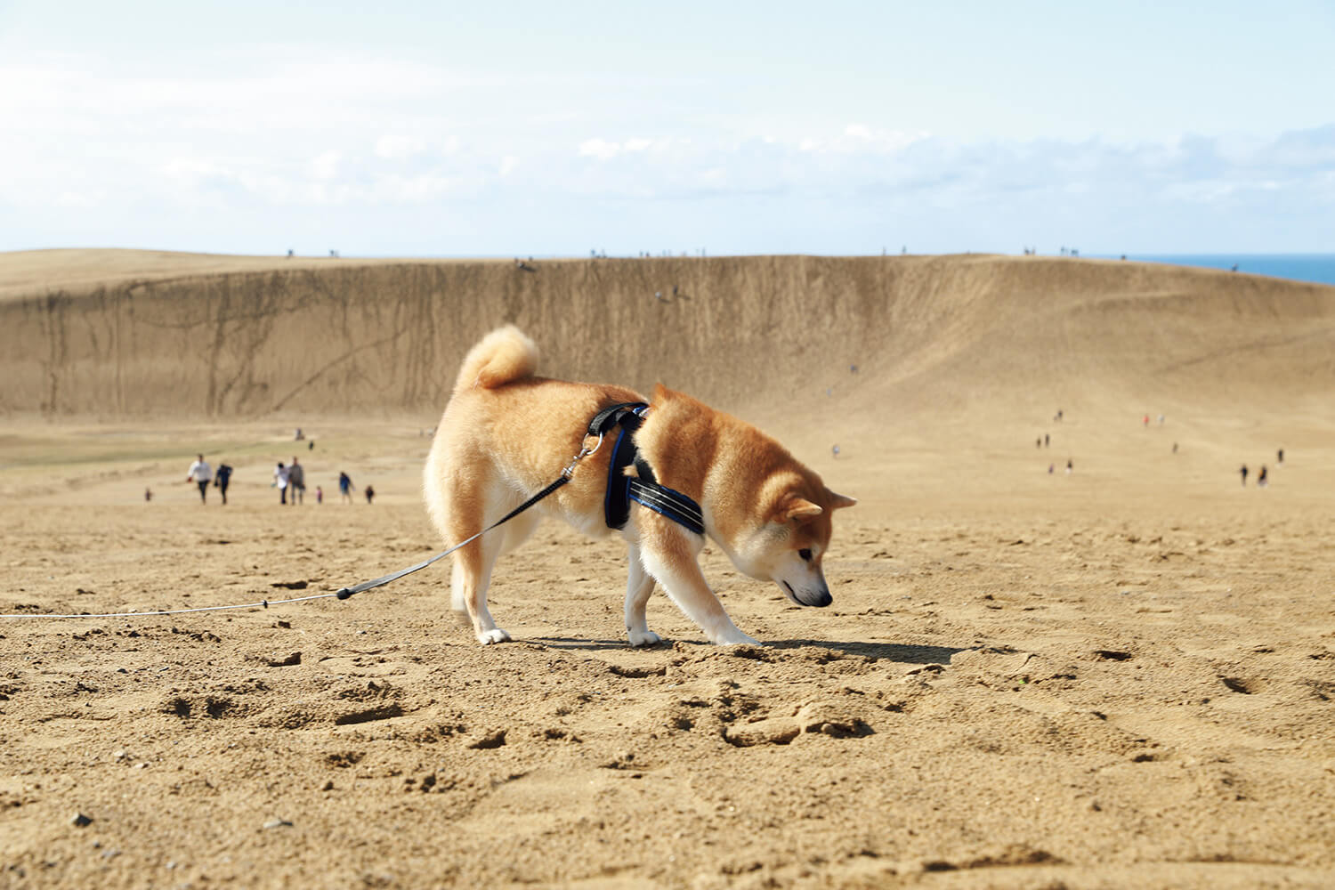 柴犬 だいふく 鳥取砂丘