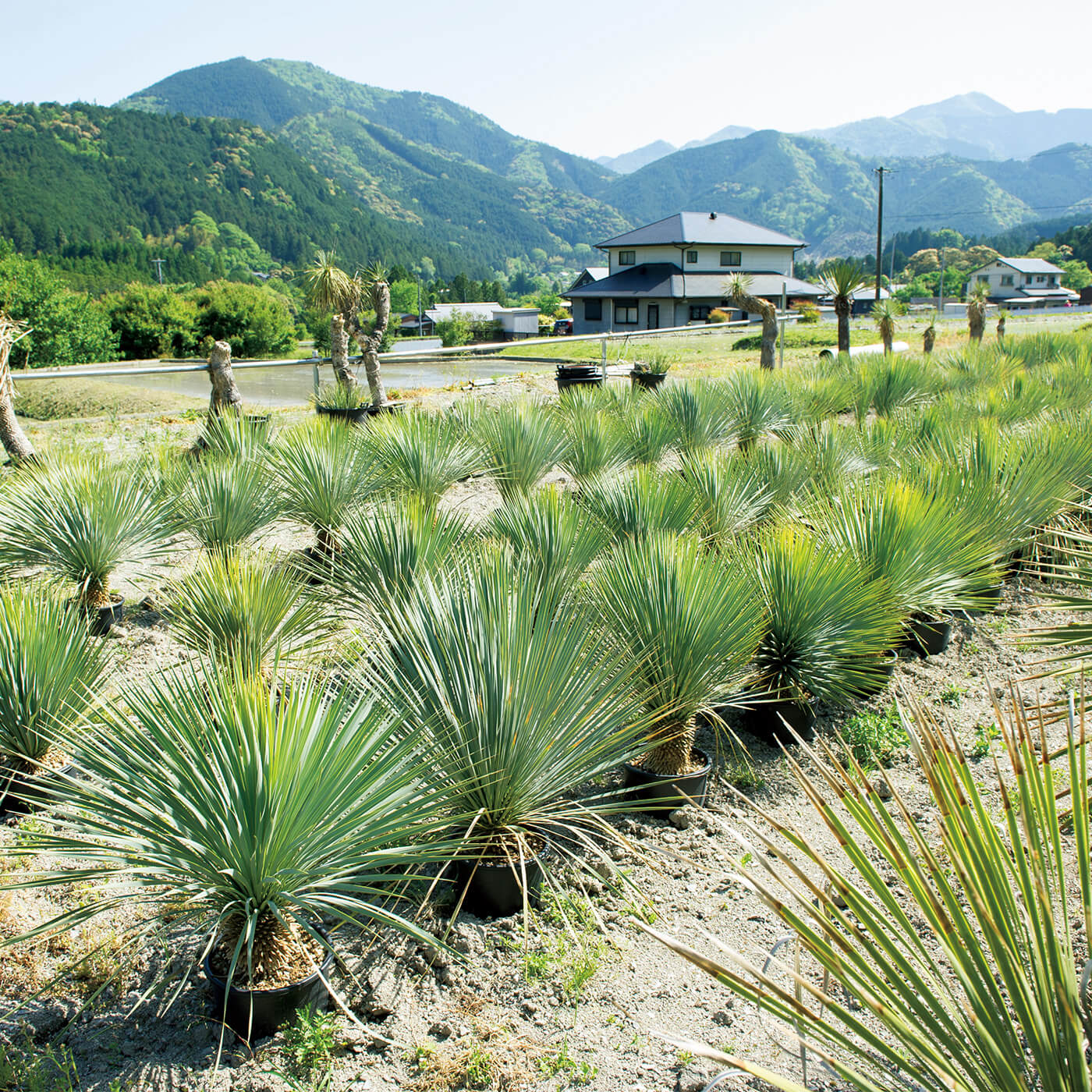 WONDER PLANTS JAPAN 大台町 三重 ロストラータ畑