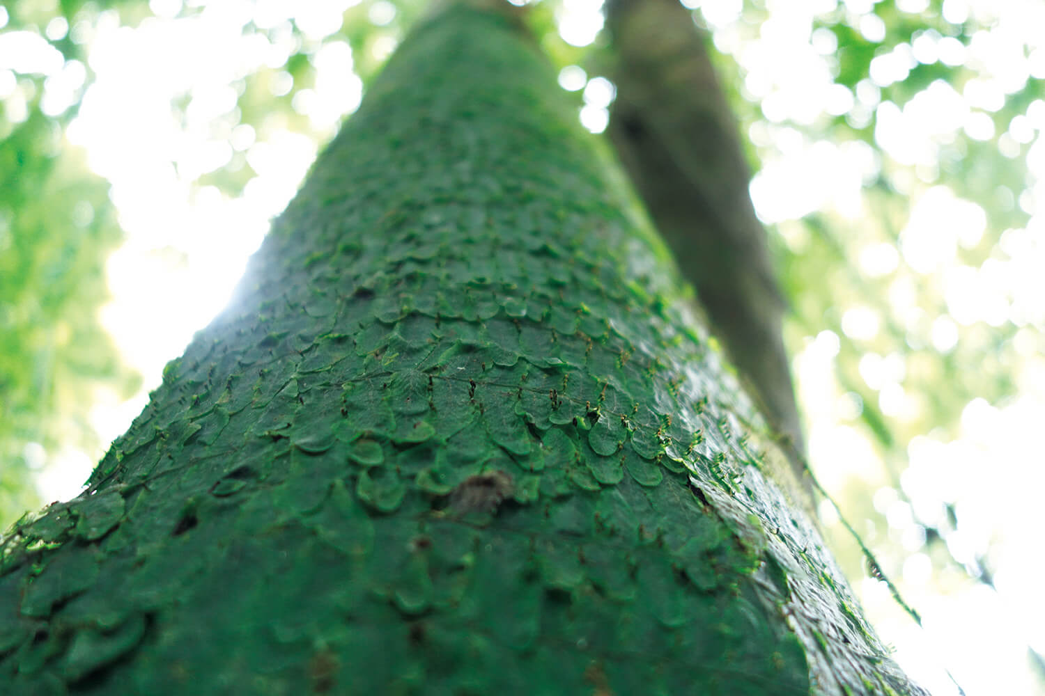 熱帯雨林植物 トリコマネス アンケルシー