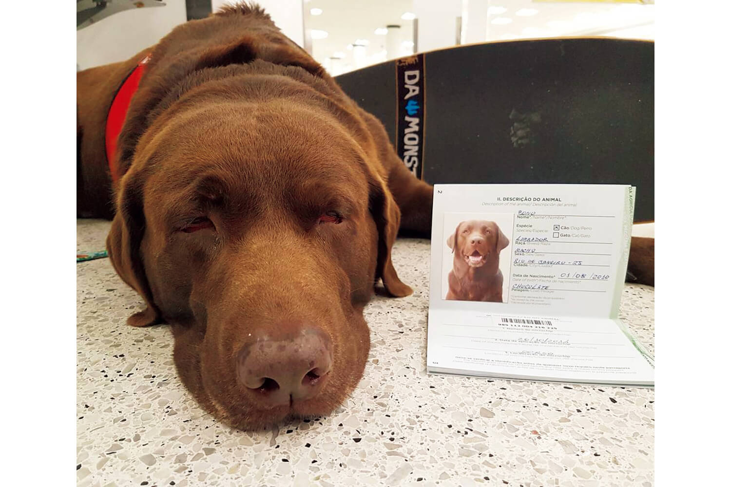 イヴァン・モレイラと愛犬ボノ 犬用パスポート