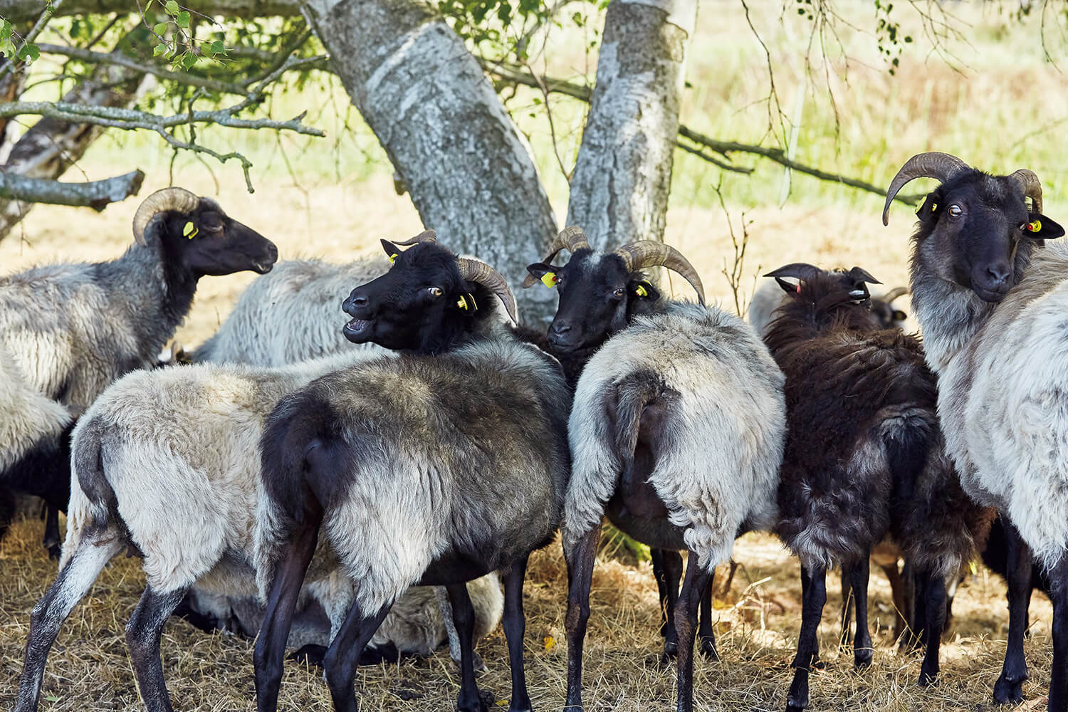 ハイデシュヌッケ種の羊
