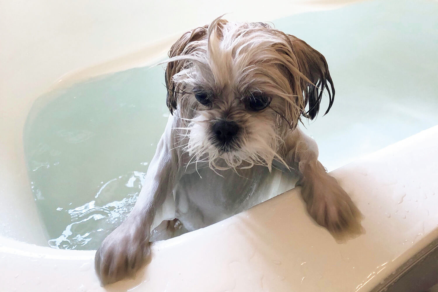 ミックス犬 モコゾウの入浴
