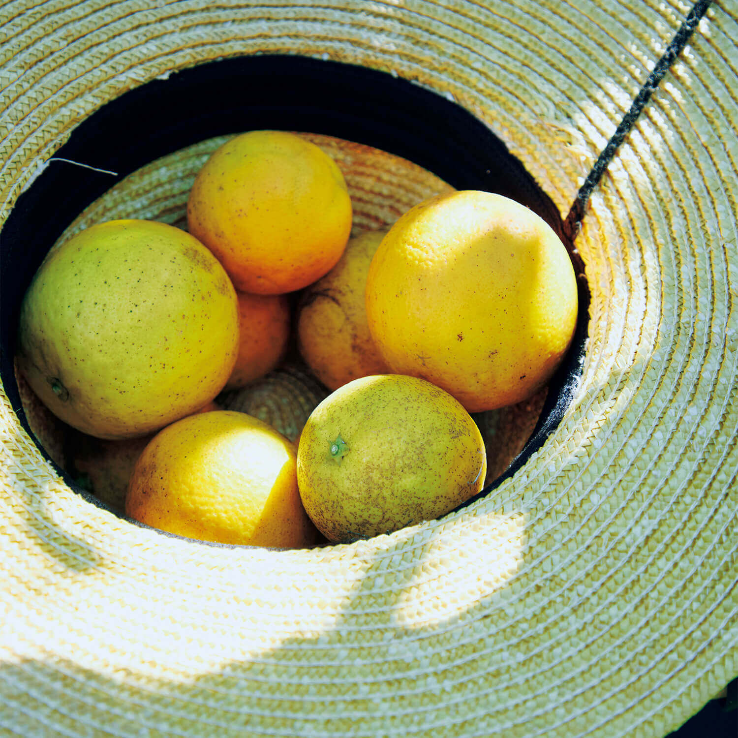 柑橘山 収穫したバレンシアオレンジ