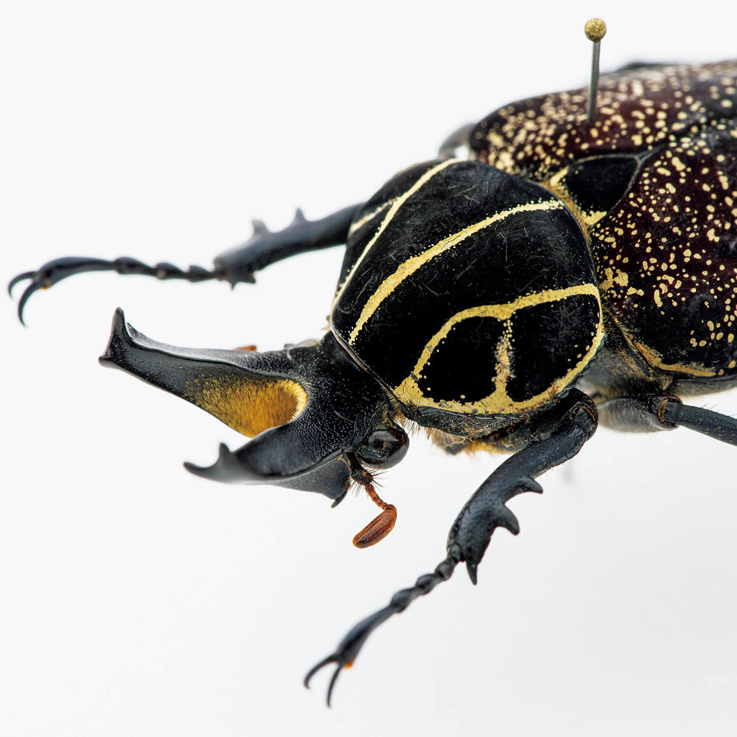 モードな虫図鑑。甲虫界の超一大メジャーグループ、コガネムシ8種類を 
