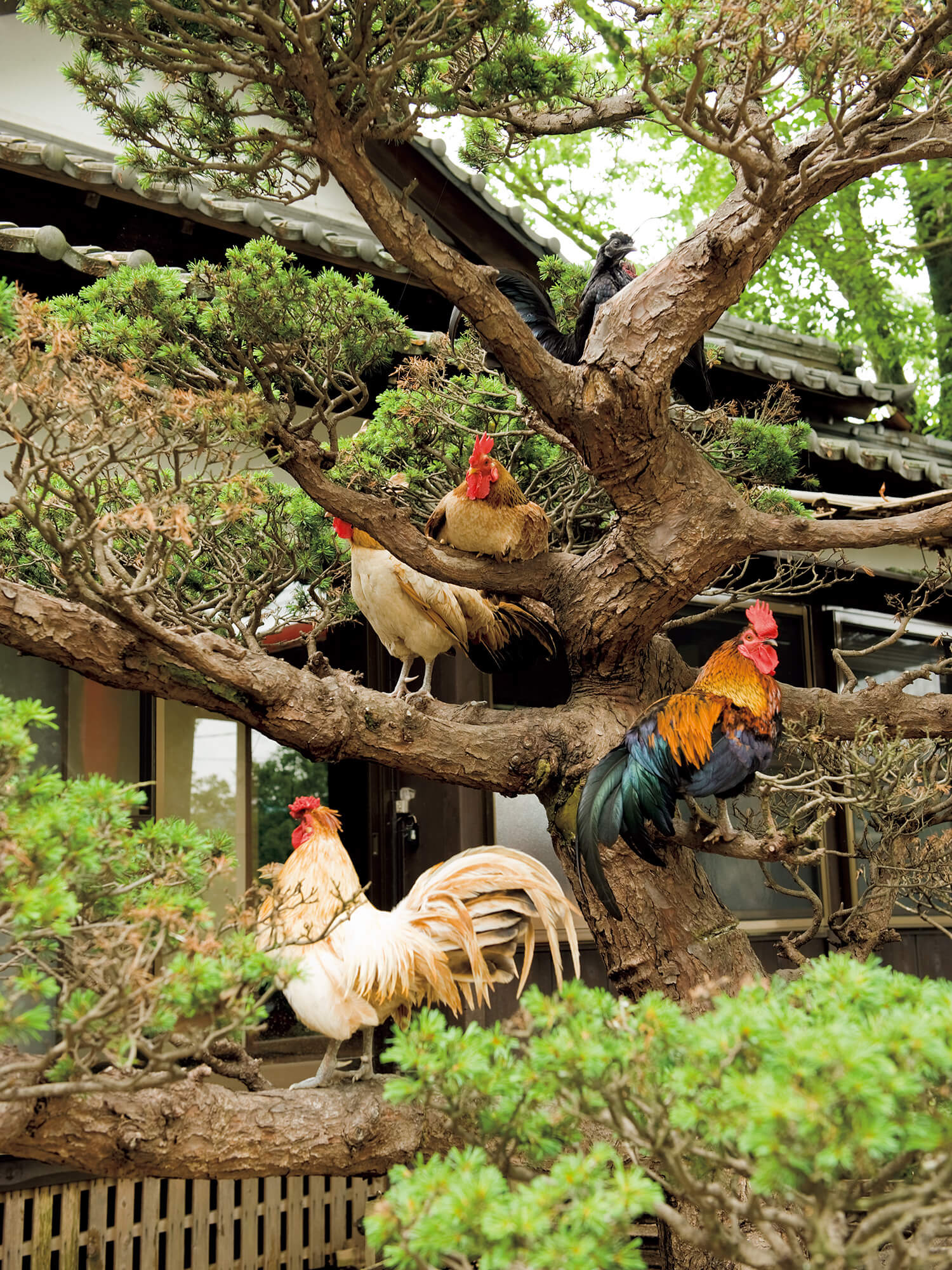 青井阿蘇神社の鳥居前の鶏たち