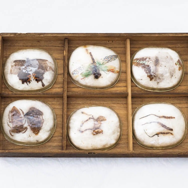 日本最古の昆虫標本