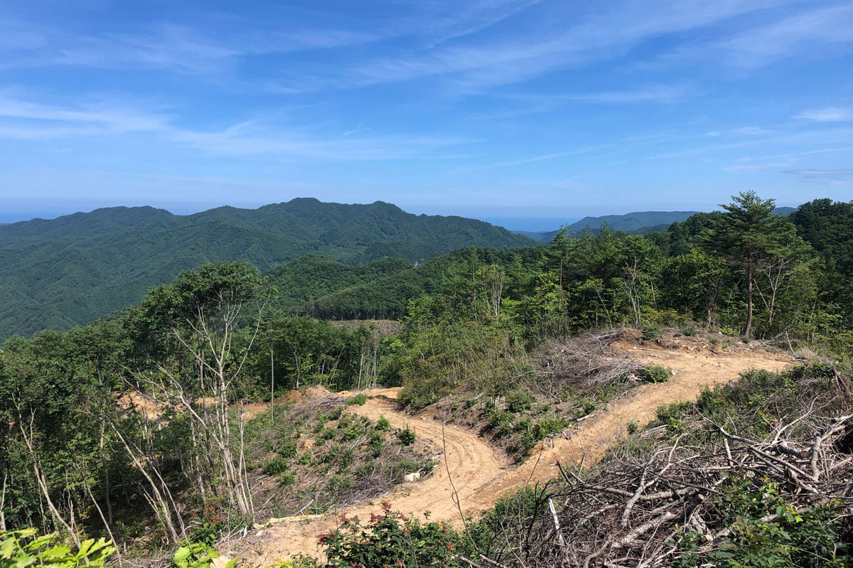 林業_皆伐された山_広葉樹林
