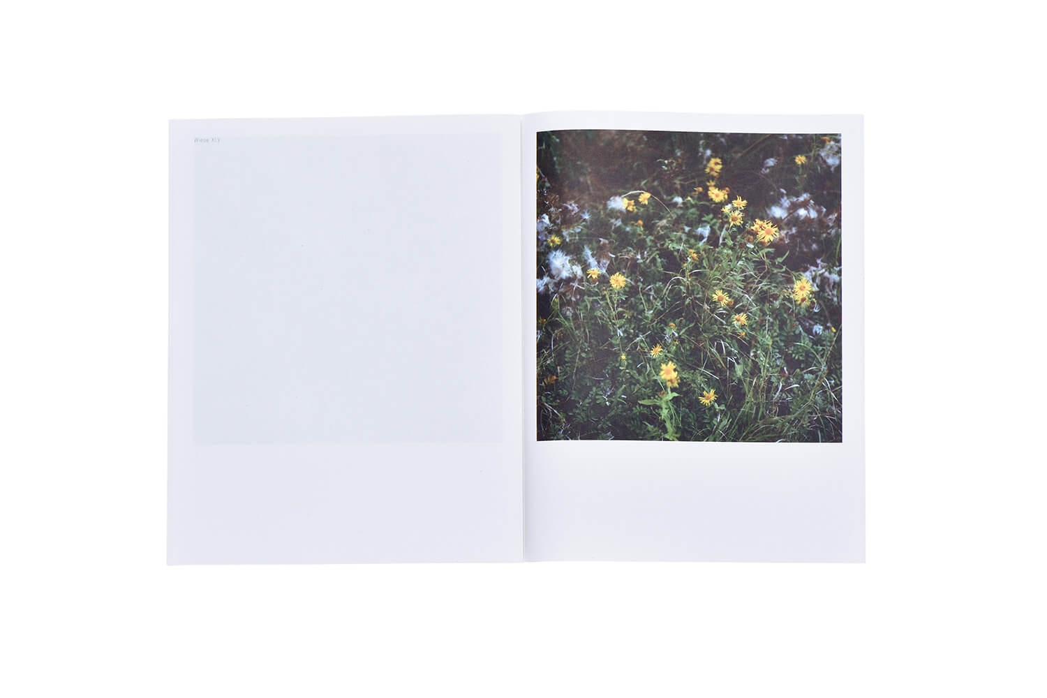 写真集 Anne Schwalbe『WIESE XXI−XLVIII』中面