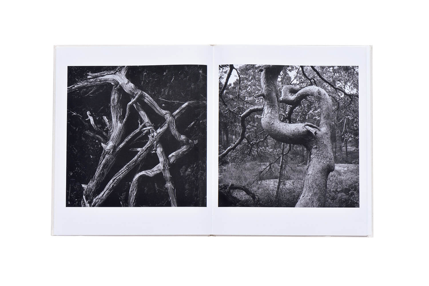 写真集 Gunnar Smoliansky『 TRÄD』中面