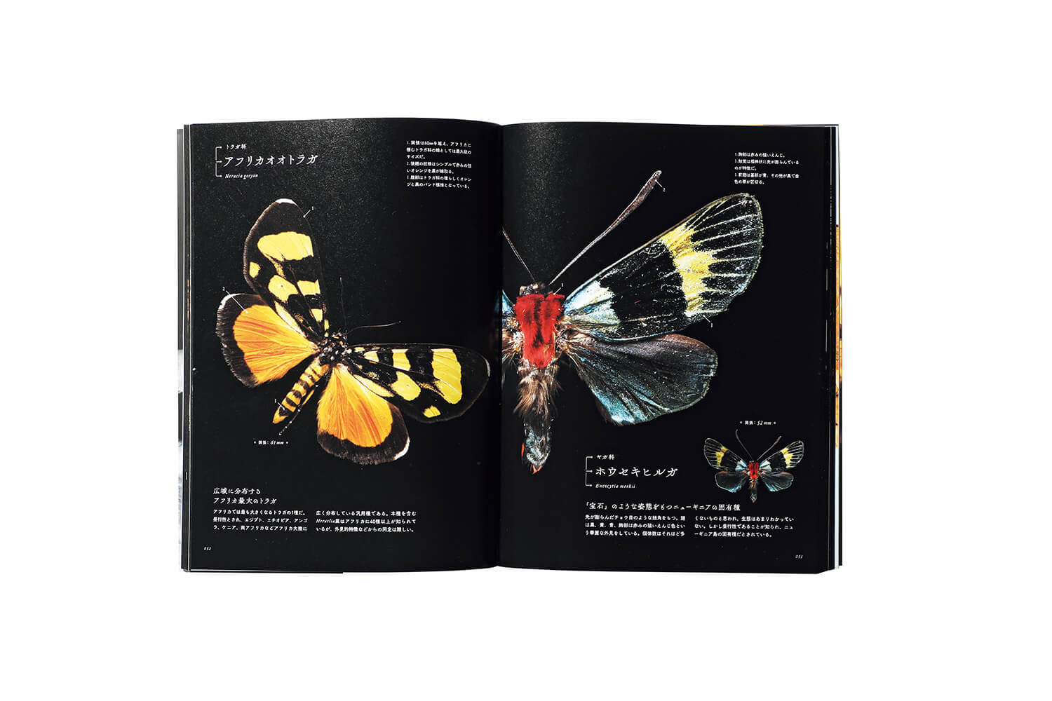 あなたにおすすめの商品 阪口浩平著 全6巻 世界の昆虫 - 印刷物