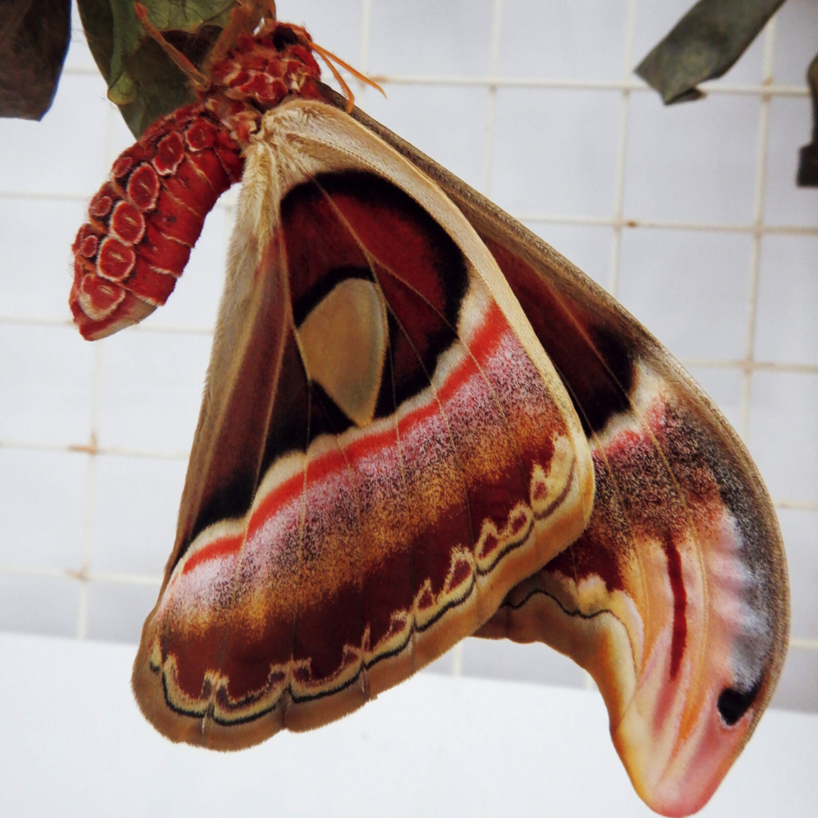 舌を出した蛇の横顔に見える、蝶の擬態
