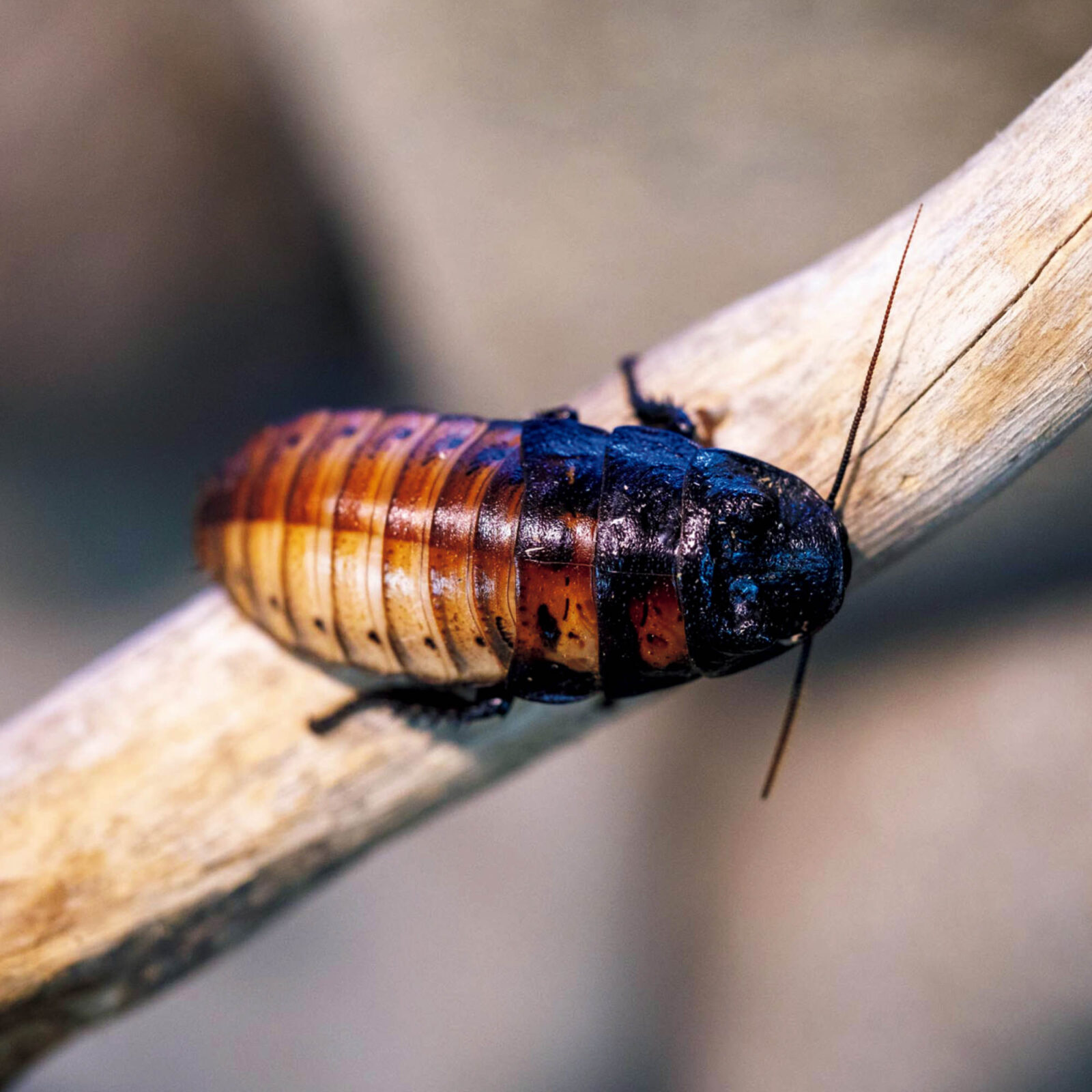 マダガスカルゴキブリ、珍しい両方の性別の特徴を持つ雌雄モザイク個体