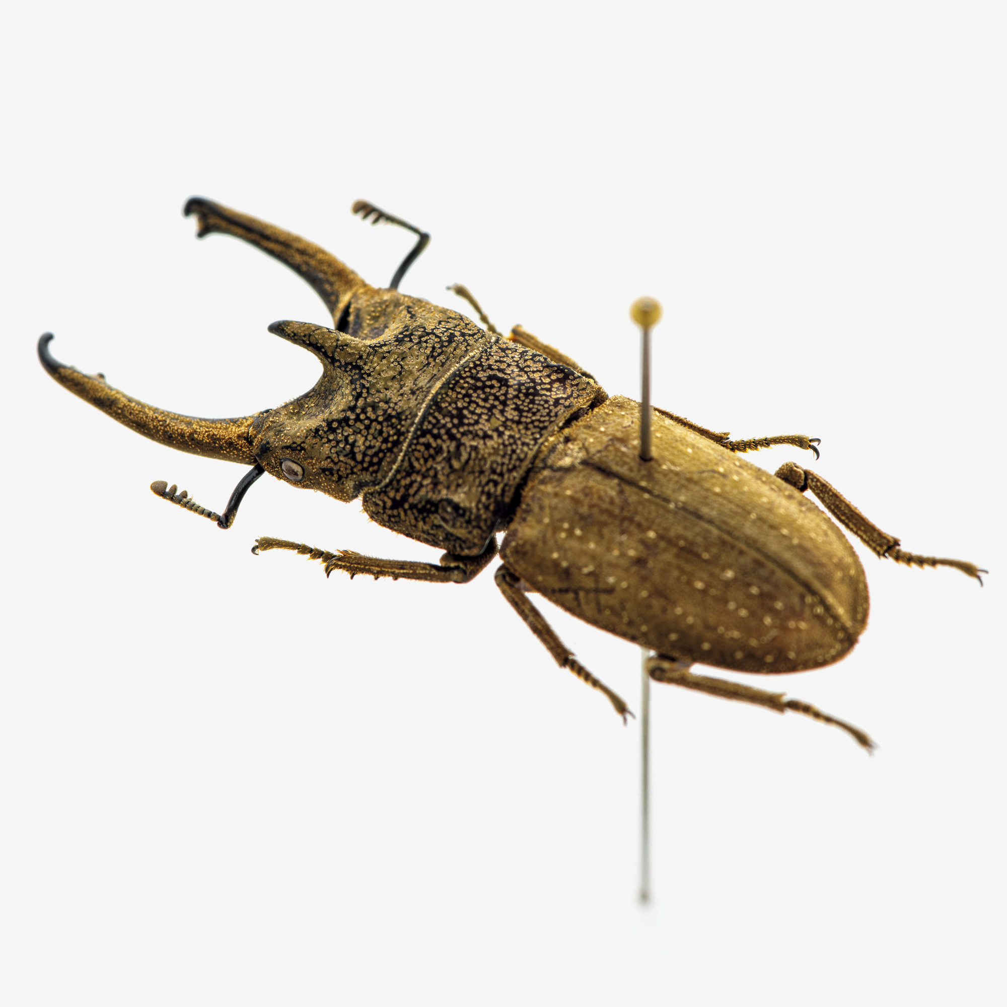 モードな虫図鑑。日本における昆虫界のスーパースターといえば！クワガタムシ5種類を紹介